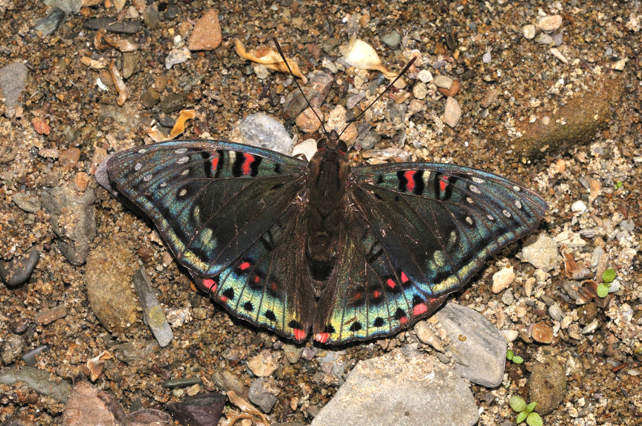 Catch a Spot of Iridescence When a Gaudy Baron Flits By