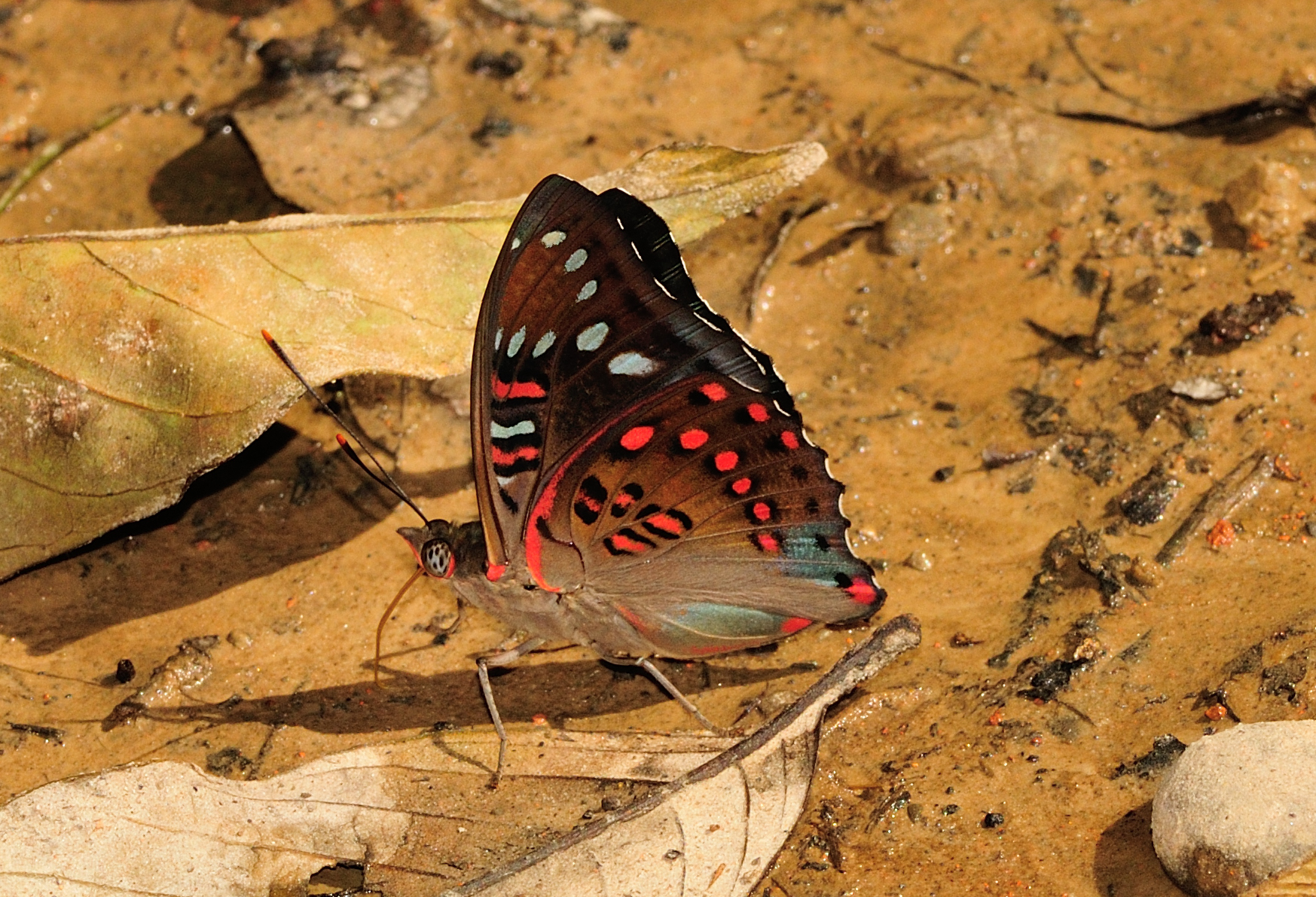 Catch a Spot of Iridescence When a Gaudy Baron Flits By