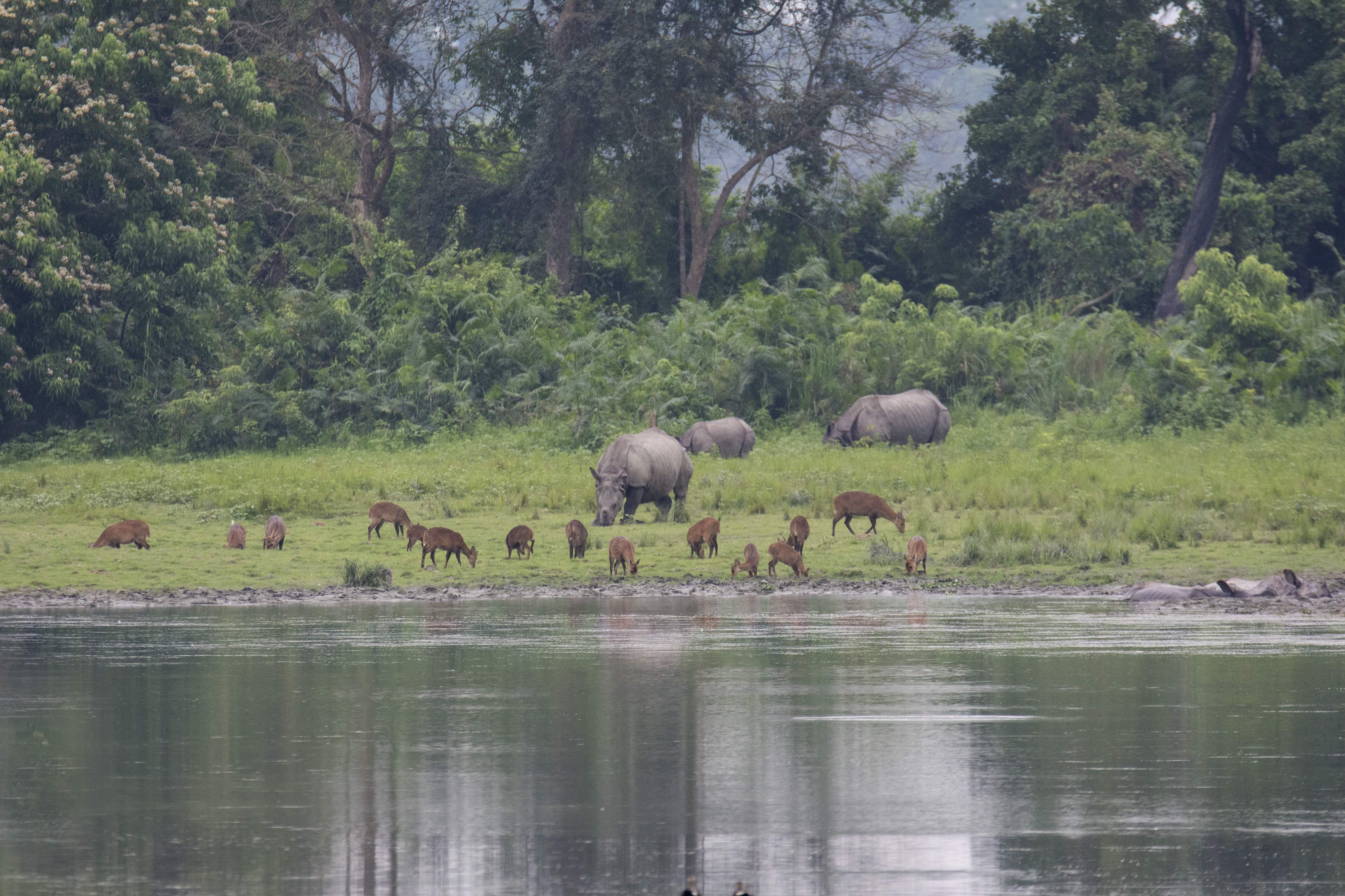 The greater one-horned rhino’s habitat extends across man-made, political borders. New initiatives aim at opening corridors across national boundaries, especially between India and Nepal, and protecting the species through collaborating on research and sharing knowledge. Photo: Nejib Ahmed

