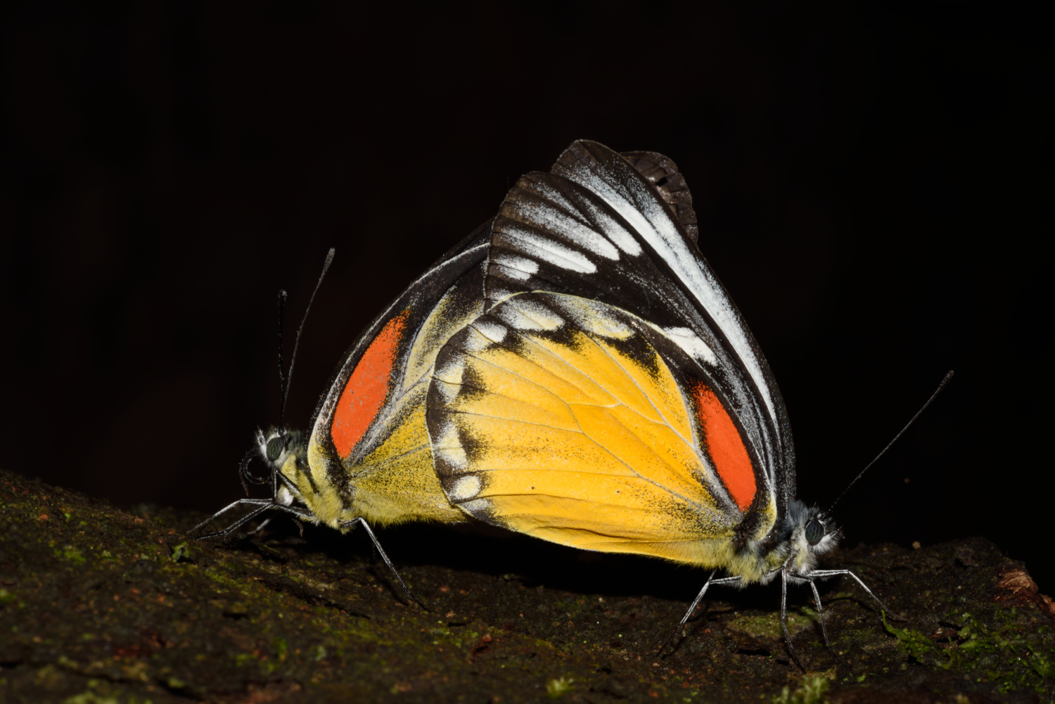 Here’s why Birds Avoid the Red-spot Jezebel Butterfly