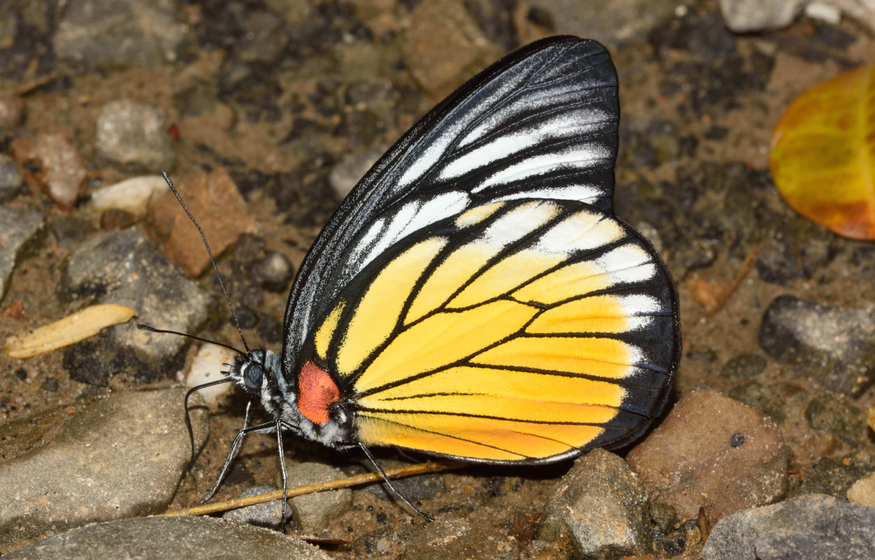 Here’s why Birds Avoid the Red-spot Jezebel Butterfly