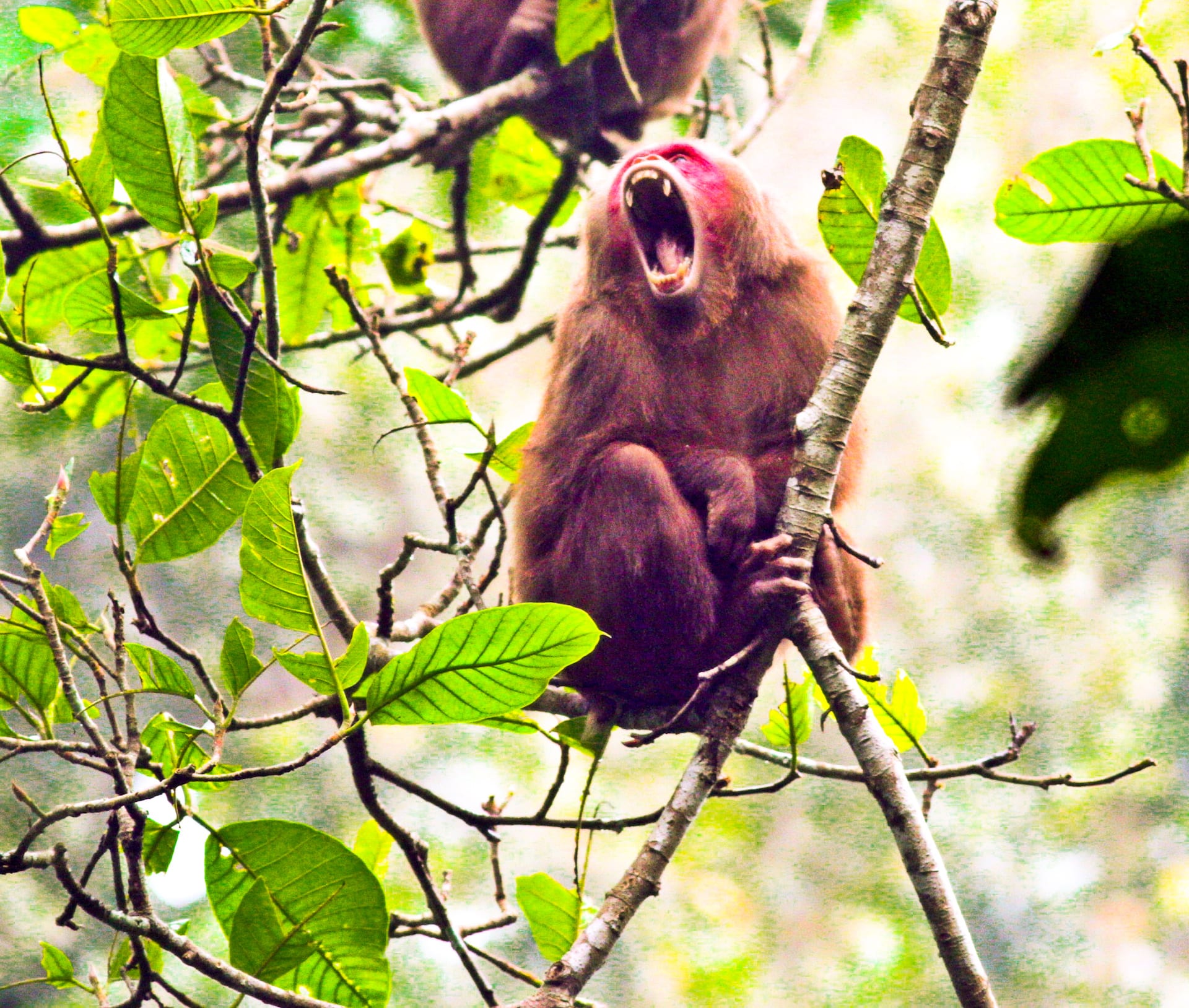 Spotting a Mighty Troop of Stump-tailed Macaques