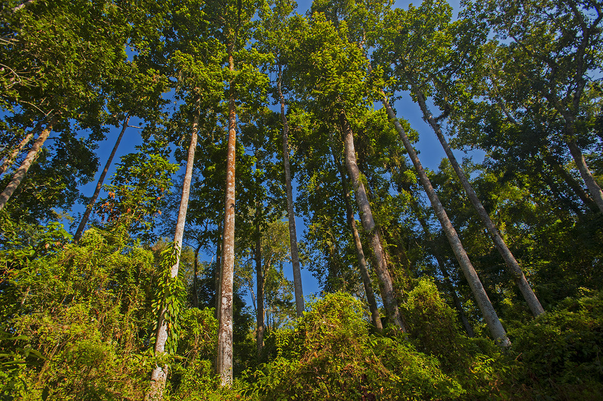 The incredible biodiversity of this evergreen forest, which is surrounded by tea estates, is largely a result of artificial regeneration taken up in the 1990s.  
Photo: Dhritiman Mukherjee
