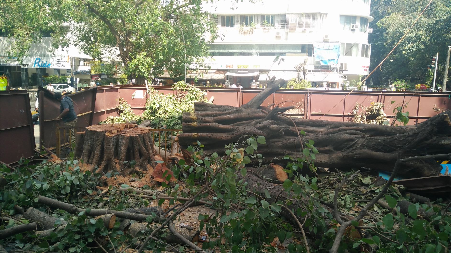 Green spaces across Mumbai are being decimated to make way for upcoming projects. Here, a hundred-year-old tree lies butchered to the ground as construction work for the Mumbai Metro takes over the city. Photo: Save 5000 Trees, Mumbai
