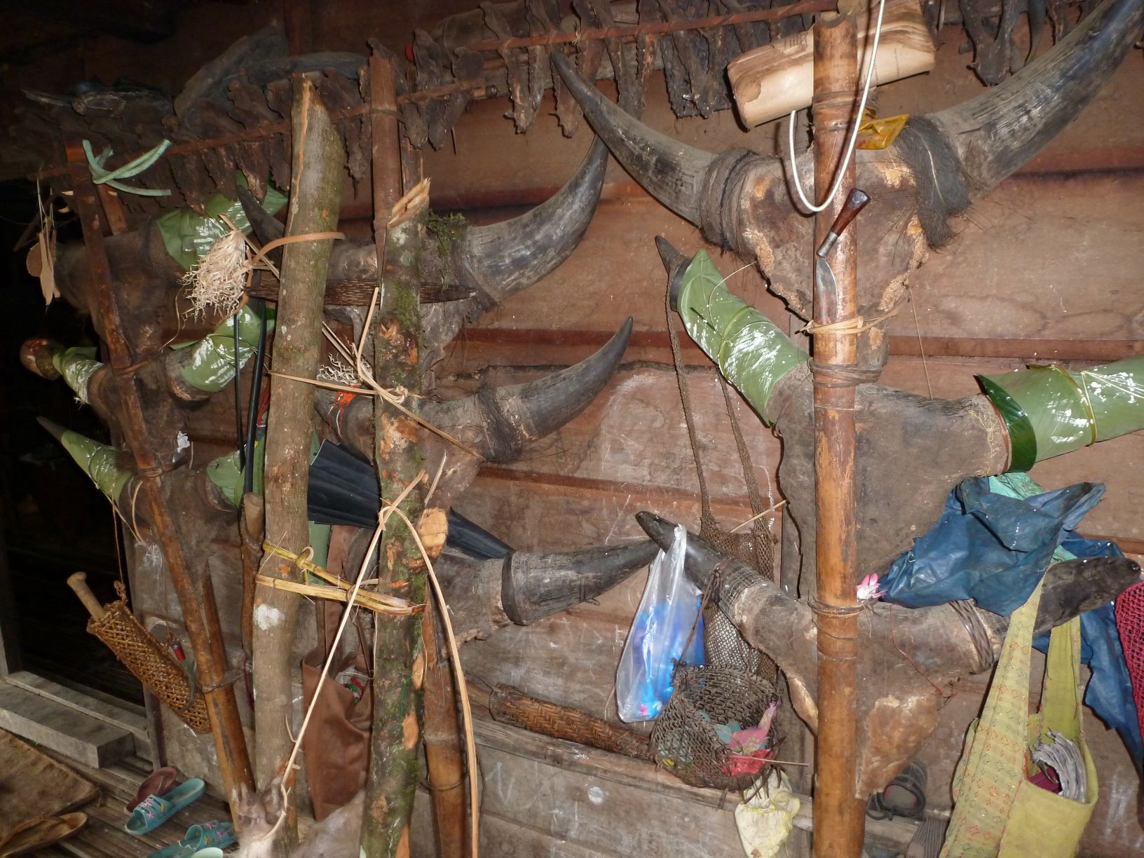 Skulls of mithun sacrificed by their owner are displayed outside an Adi house. These semi-domesticated cattle are a vital part of the cultural and socioeconomic lives of many tribes in Northeast India.