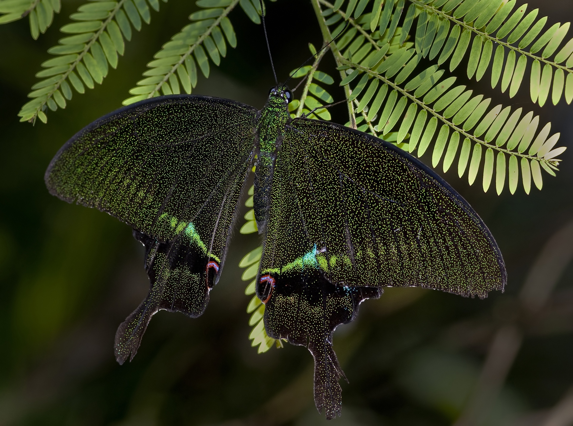 Wings of Wonder: Butterflies of Hollongapar