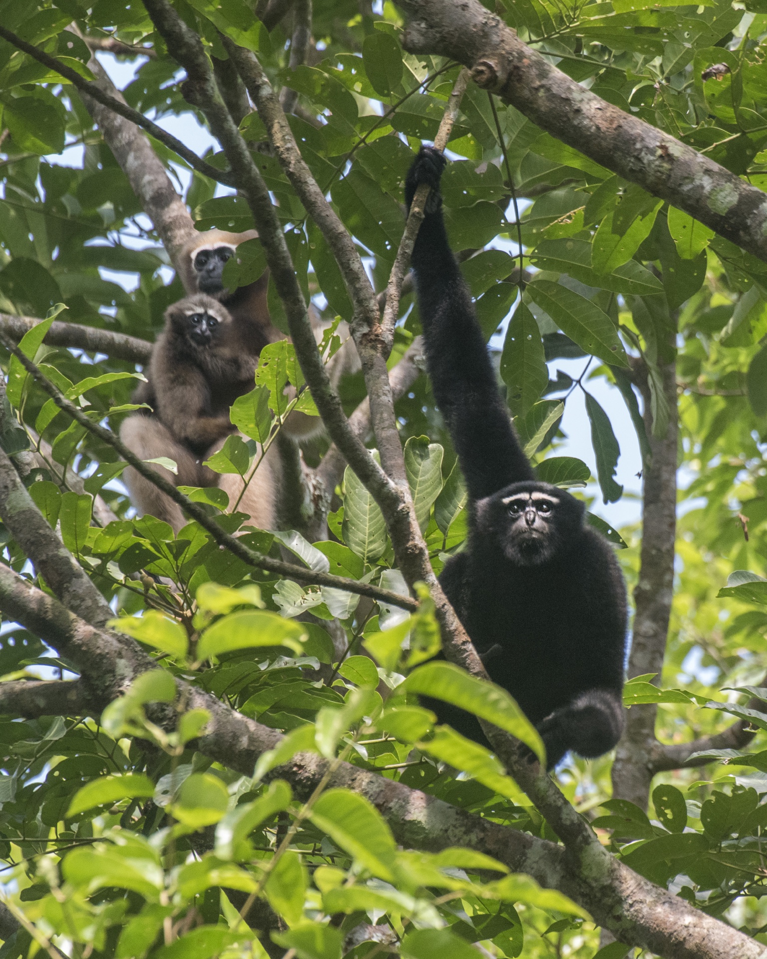 Sultans of Swing: Hoolock Gibbons Rule the Canopy