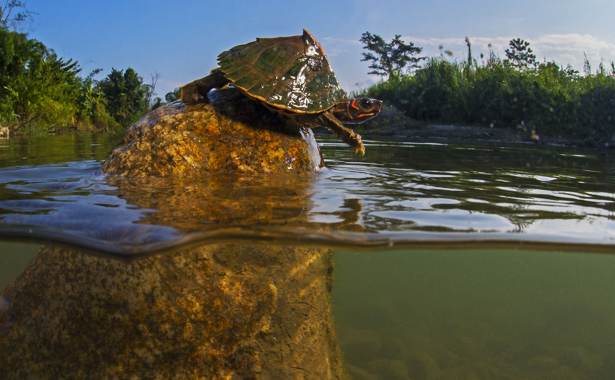 The Assam roofed turtle has a small head with a slightly protruding snout, a spiked keel on its carapace, and yellow stripes on its neck. Females are about twice the size of males. Photo: Dhritiman Mukherjee
