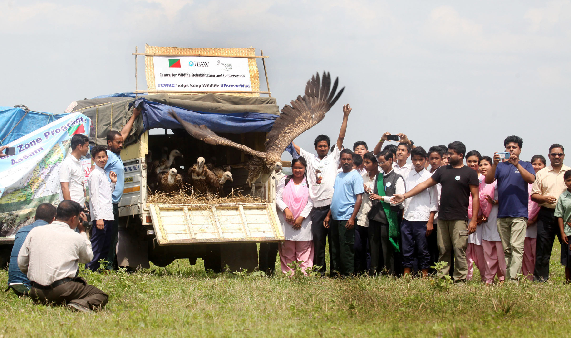 Over 30 vultures were treated for poisoning and released back into the wild at Bargaon Nalanipathar in Sivsagar district of Assam on April 9, 2019. Photo: Subhamoy Bhattacharjee/WTI-IFAW