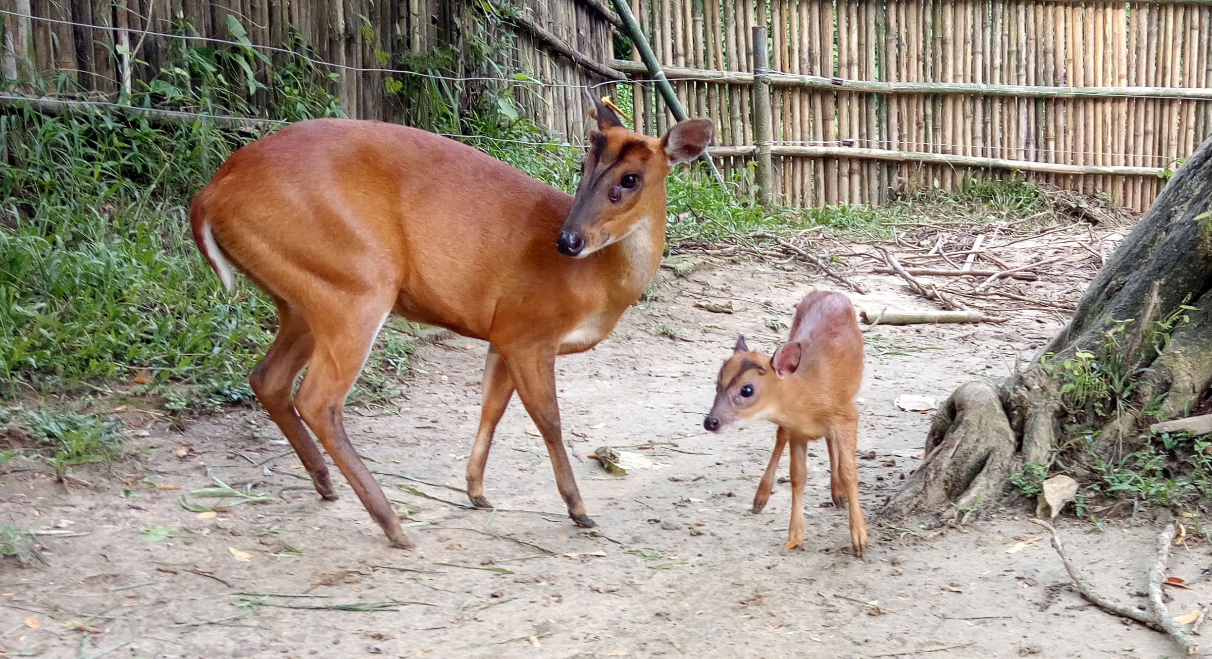 A barking deer, rescued at the Centre, returns every year to safely deliver her new fawns at the campus. Photo: Panjit Basumatary/IFAW-WTI