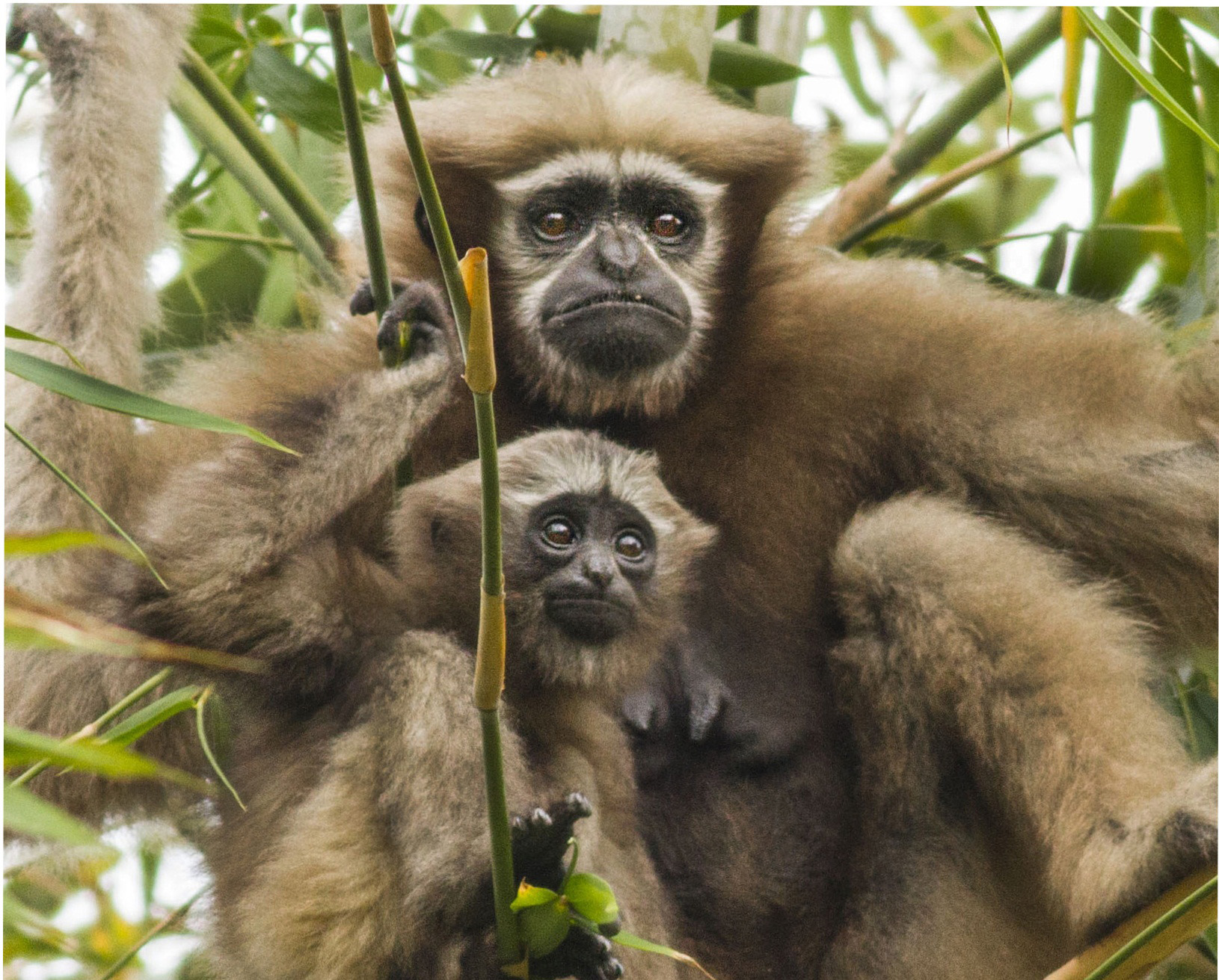 Male and female western hoolock gibbons are similar in size, but dramatically different in colour. Males are black in colour, while females have pale, brown-blonde fur. Both are characterised by distinctive white markings on the face, which they develop as they age. Photo: Diganta Gogoi

