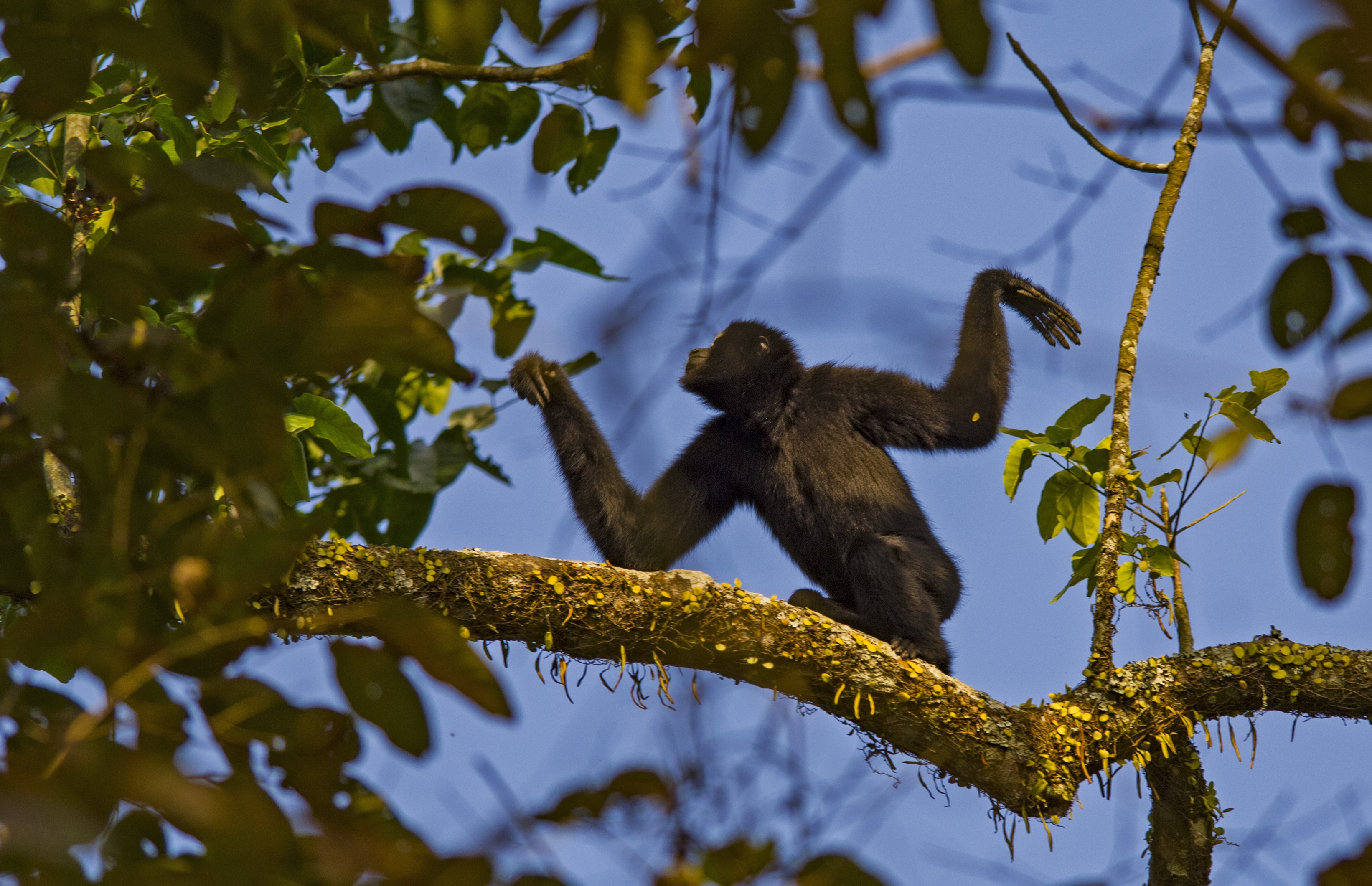 Unfortunately for these gibbons, their habitats have become more and more fragmented, leaving them in pockets of forest that are isolated from each other. Instead of travelling to find mates, young adults are in-breeding, leading to weak offspring. “For these populations to maintain genetic viability, it is crucial that they access to each other,” explains Udayan Borthakur, a conservation geneticist and photographer. “It is essential for a healthy population of the species.” Photo: Dhritiman Mukherjee 