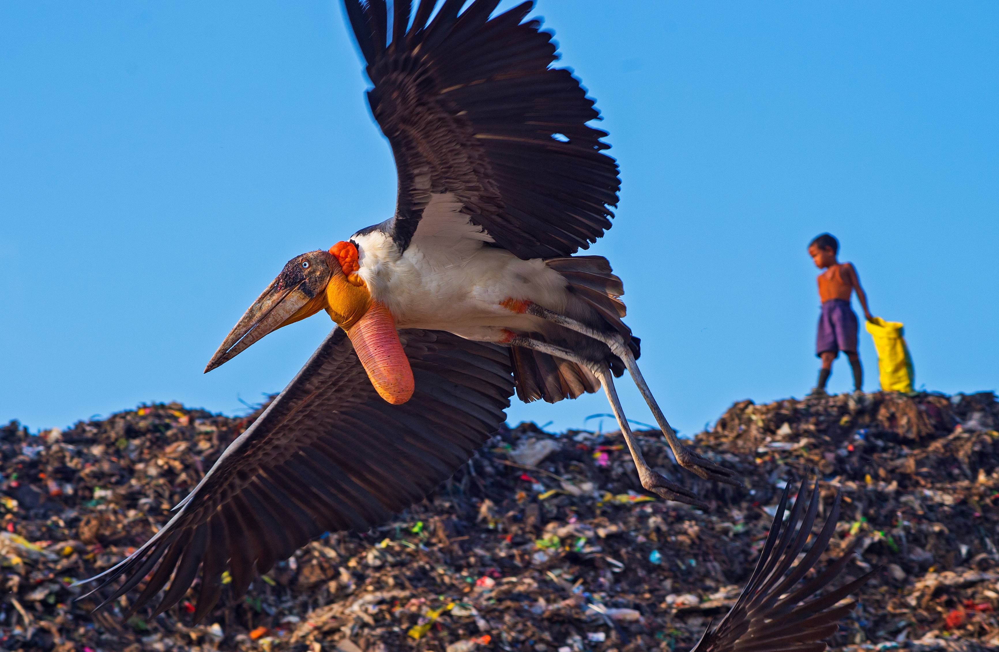 The greater adjutant is an omnivorous scavenger, frequently found around shallow lakes and wetlands where it feasts on frogs, snakes, and other reptiles; and near garbage dumps where it eats human and animal waste. Photo: Dhritiman Mukherjee  Cover image: Purnima Devi Barman and her army of women regularly organise rallies and community programmes in villages, where they educate others about the need to conserve the greater adjutant. A papier mâché hargila that they make is their favourite headgear. Photo courtesy: Purnima Devi Barman
