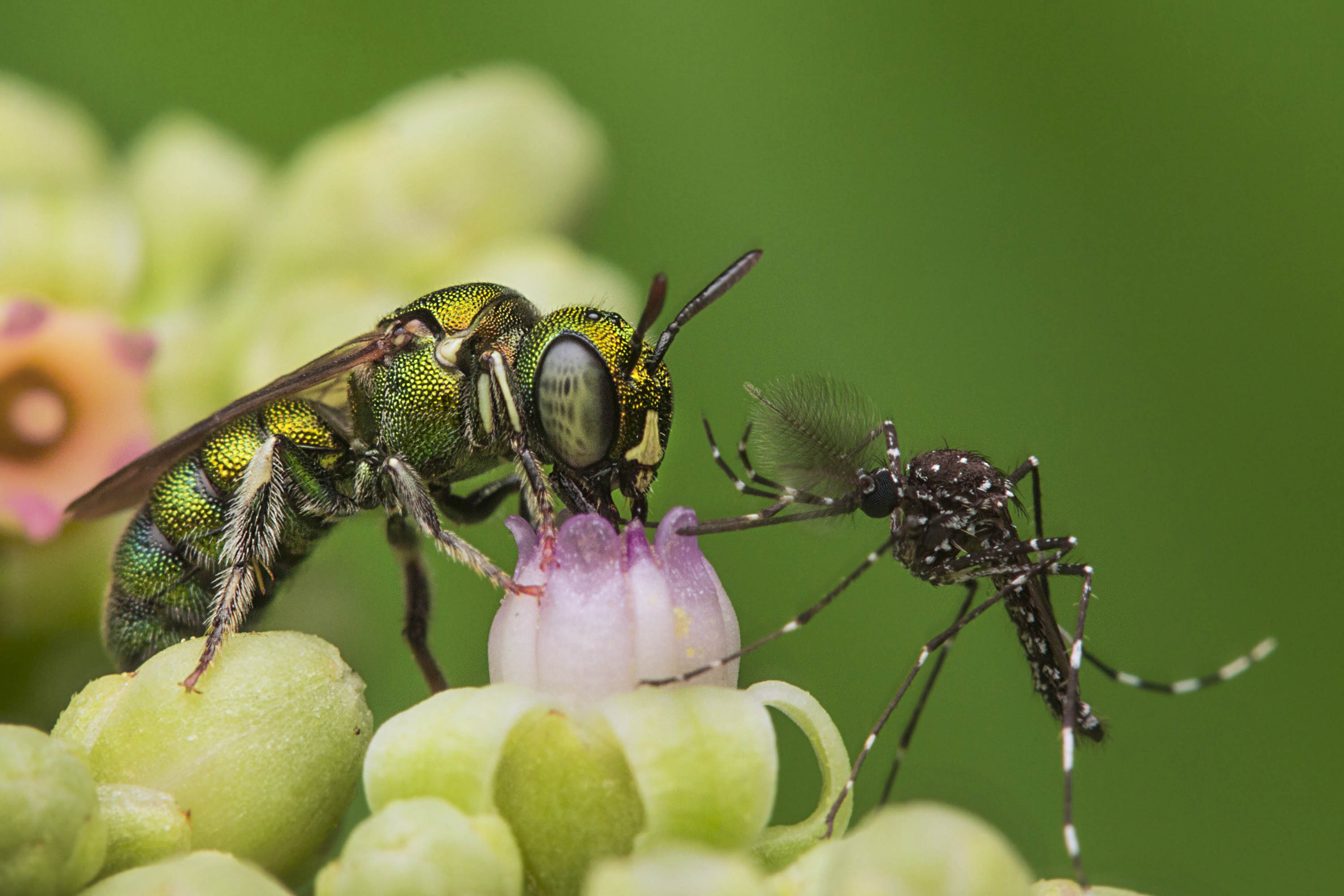 A small carpenter bee (Ceratina sp) shares a perch with a mosquito. Photo: Rajesh Sanap