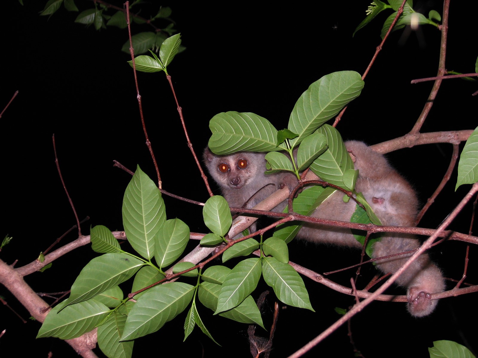 Bengal Slow Loris The FieryEyed Wonder of the Night RoundGlass