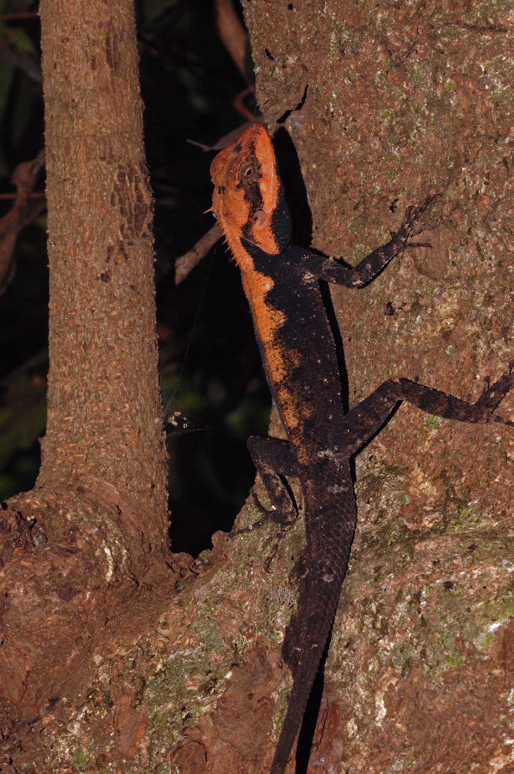 Chronicles of the Forest Calotes