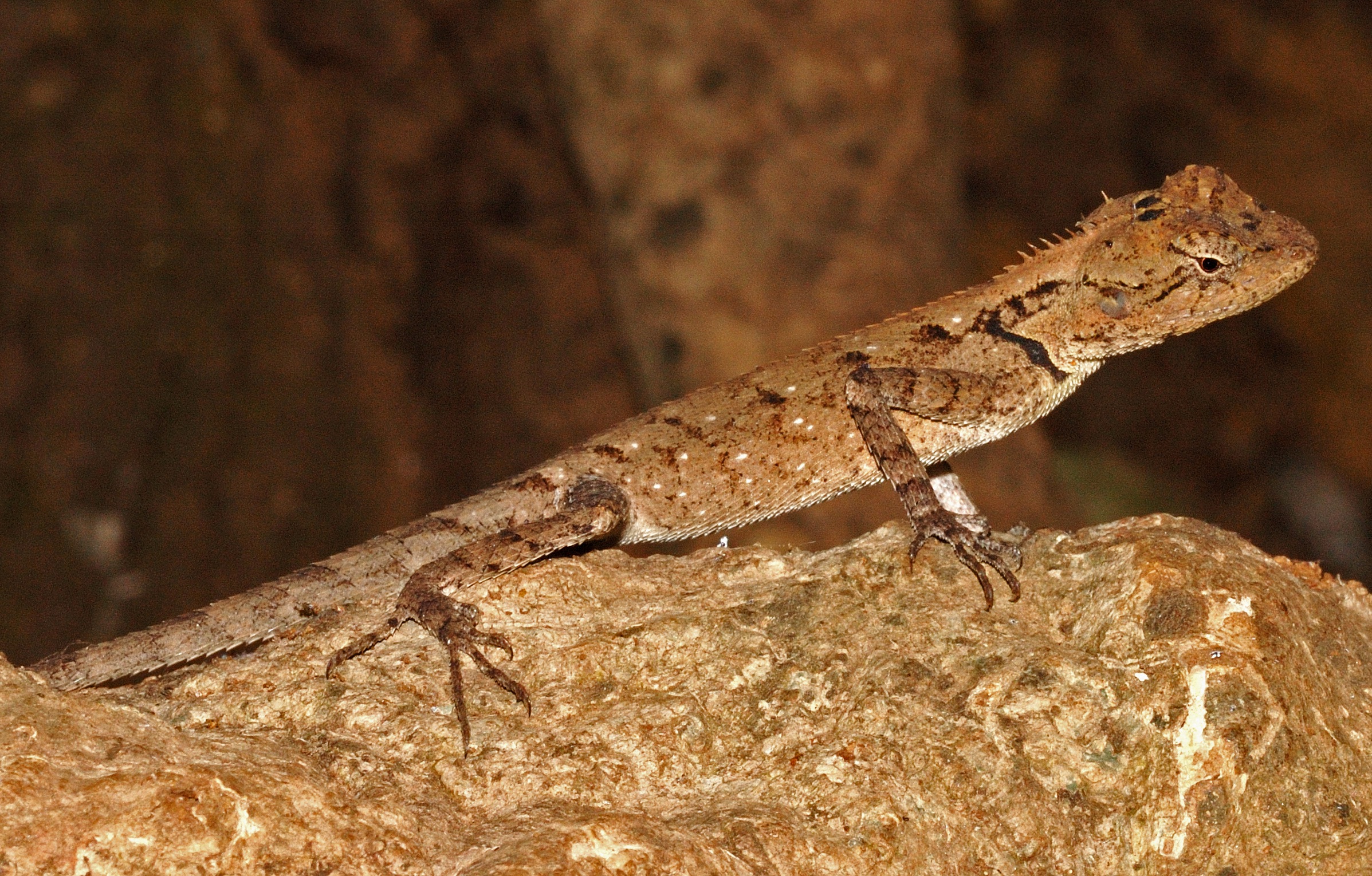 Outside the breeding season, both the female (above) and the male forest calotes sport an olive brown colour. Photo: Sanjay Sondhi
