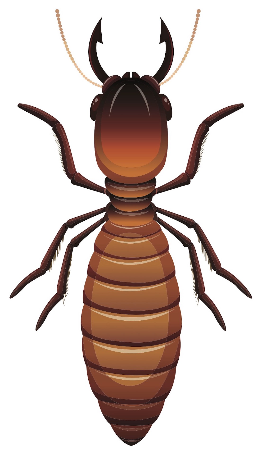 Termites can be found on every continent in the world, save for Antarctica. Photo: BlueRingMedia/Shutterstock