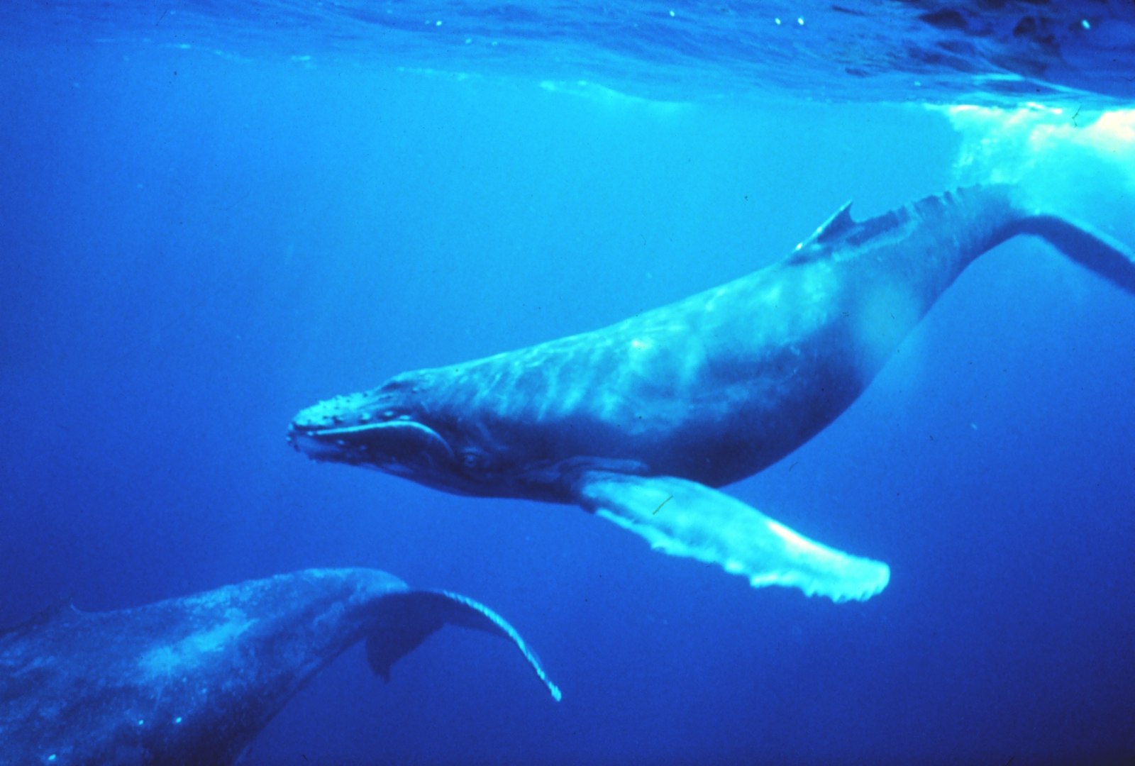 Humpback whales in singing position. Photo: Louis M. Herman/NOAA Photo Library/Public Domain

