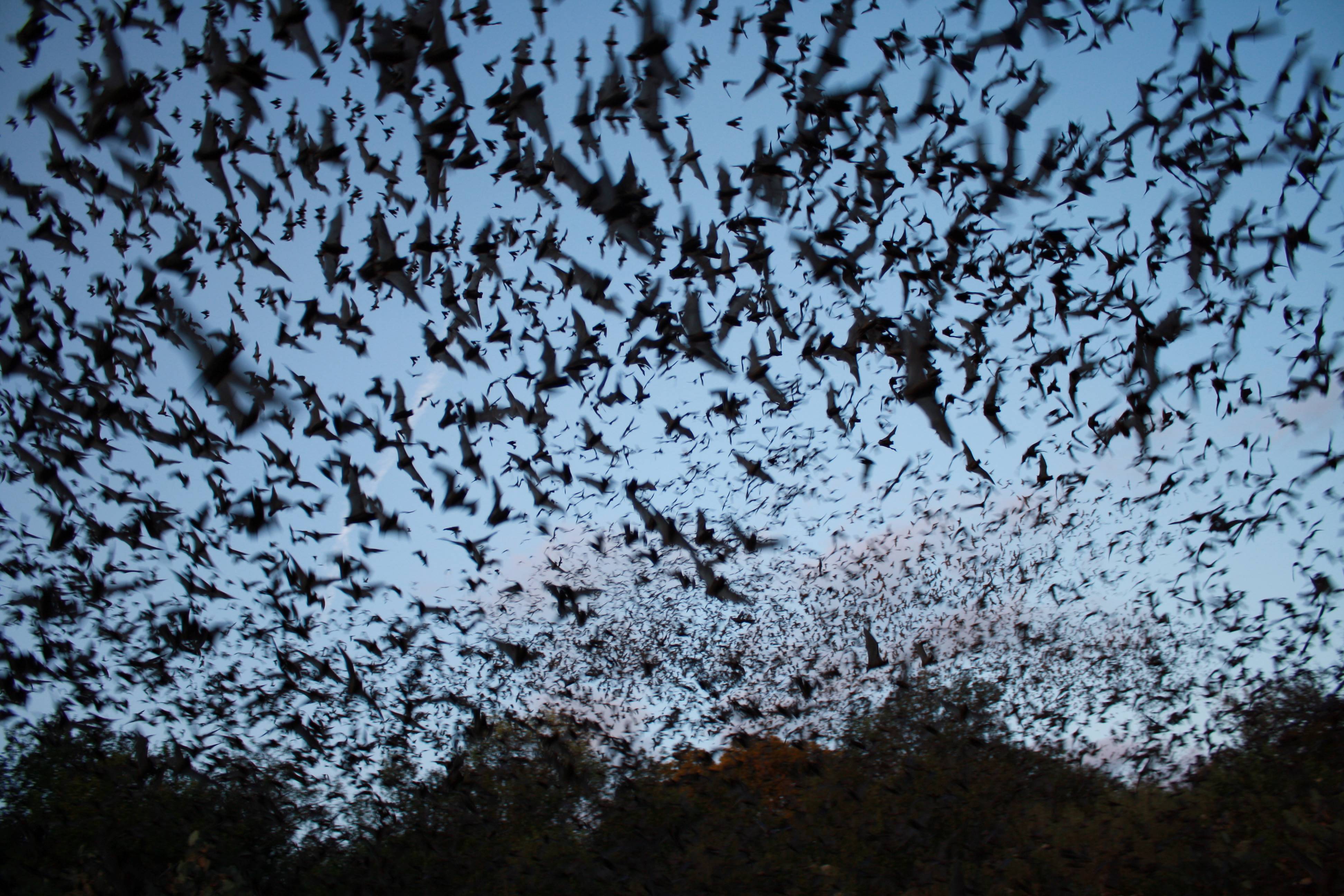 Mexican free-tailed bats. Photo: U.S. Fish and Wildlife Service/Public Domain