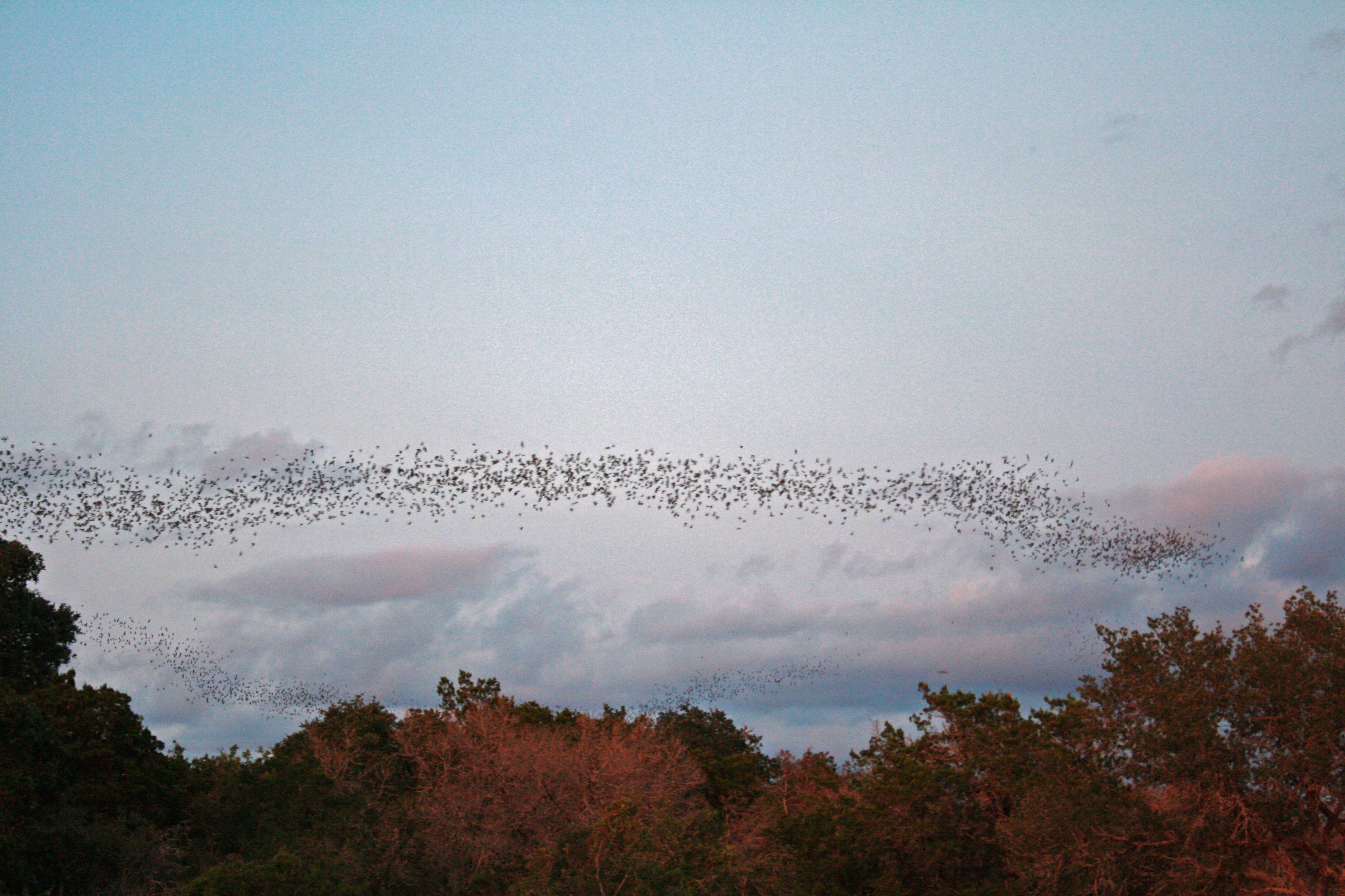 Mexican free-tailed bats exiting Bracken Bat Cave, in Texas, USA. Photo: U.S. Fish and Wildlife Service/Public Domain