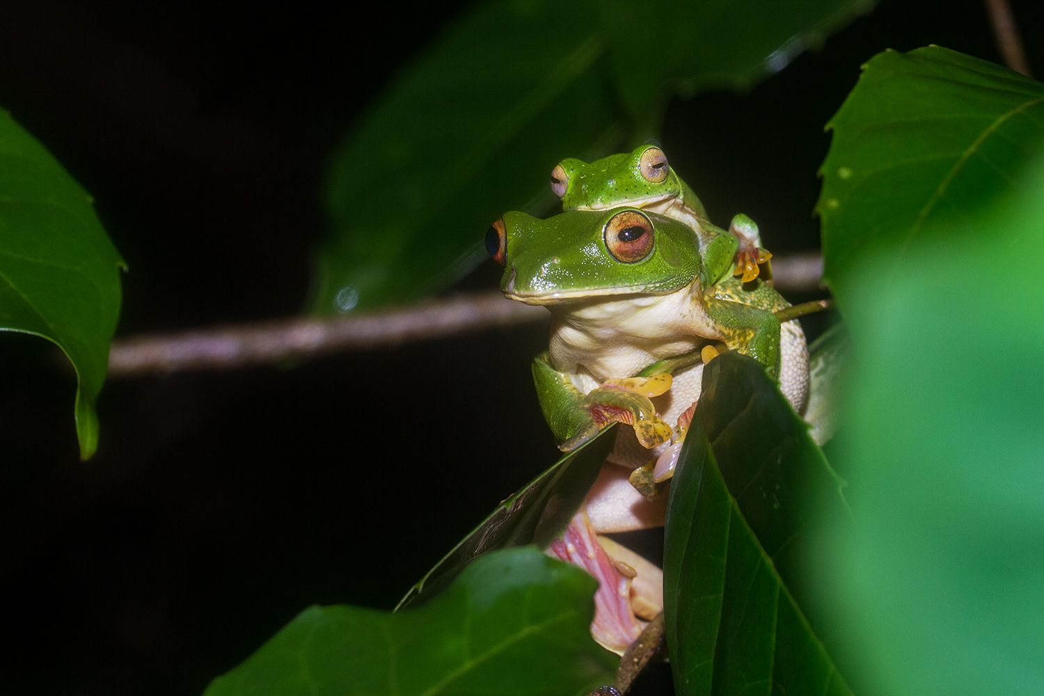 A male Malabar gliding frog grabs a female’s armpits. These mating frogs will beat their legs to form a foam in which the female lays her eggs. Photo: Shreeram MV
