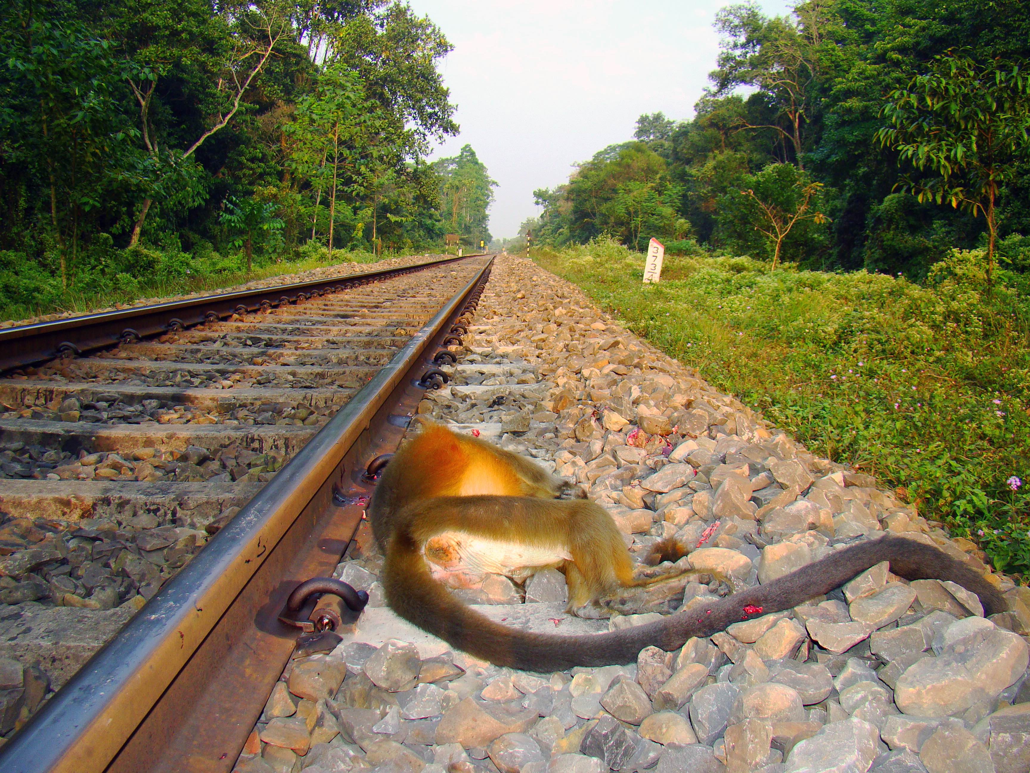 A century-old railway line, which connects some of Assam’s major towns, slices through Hollongapar Gibbon Sanctuary. Capped langurs trying to cross the line often fall victim to a speeding train.  Photo: Narayan Sharma