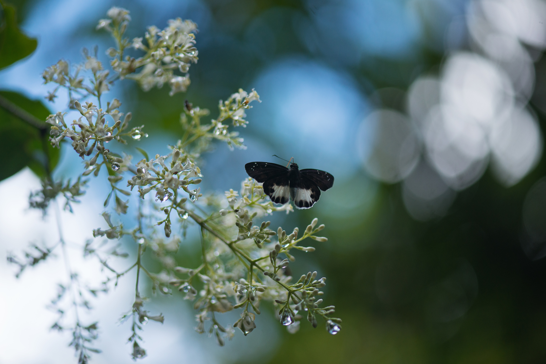 Fond of sunny spots under the canopy, the sylhet water snow flat butterfly is most commonly seen during the monsoon months. Photo: Shreeram MV