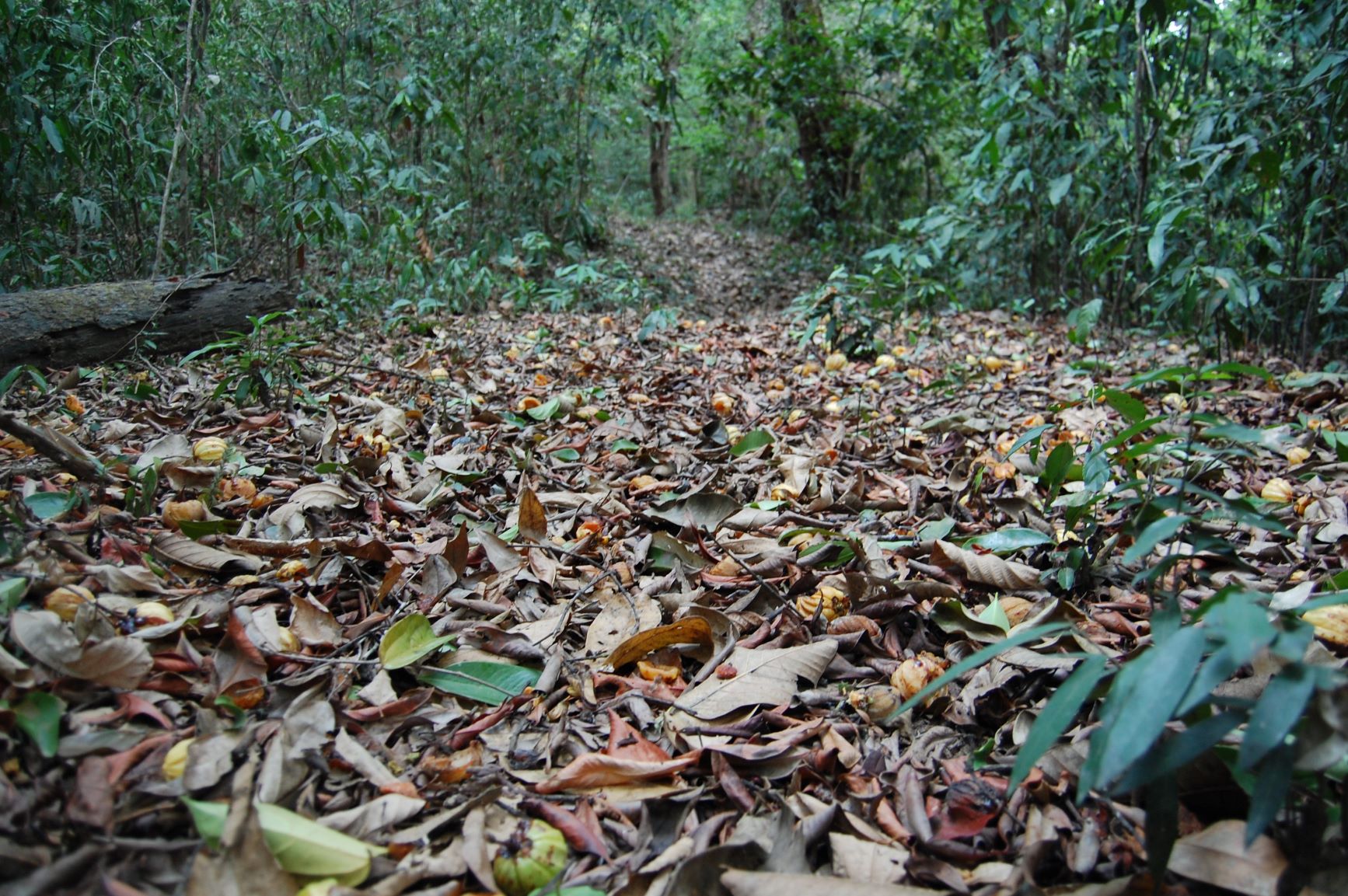 Half-eaten fruits on the forest floor are telltale signs of primates such as lion-tailed macaques, bonnet macaques, and langurs, which live in the upper canopy. Photo: Anirudh Nair