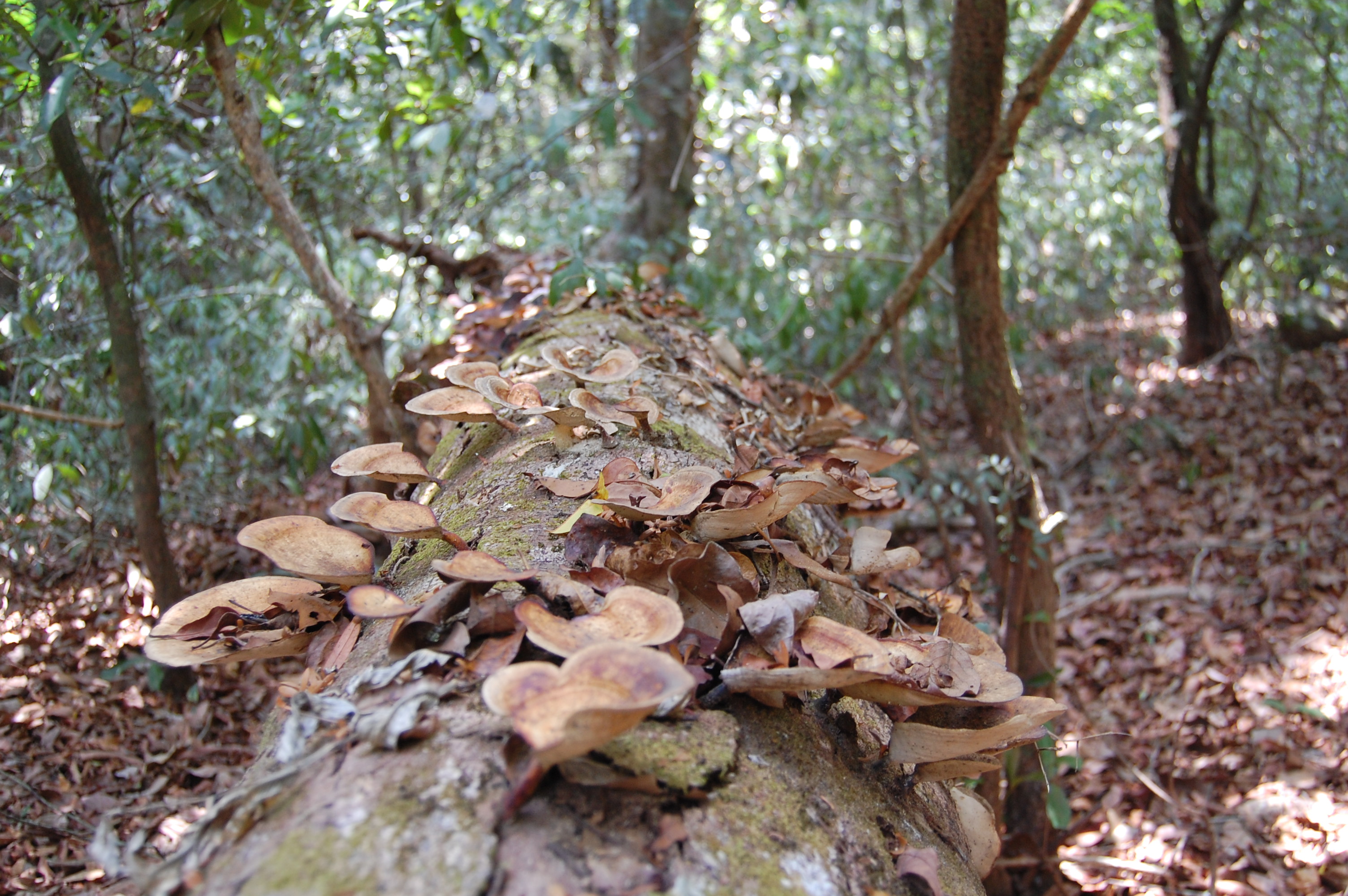 Every inch of space in a forest sustains life. Bracket fungi is found on trees (both living and dead) and cause wood decay. Photo: Anirudh Nair