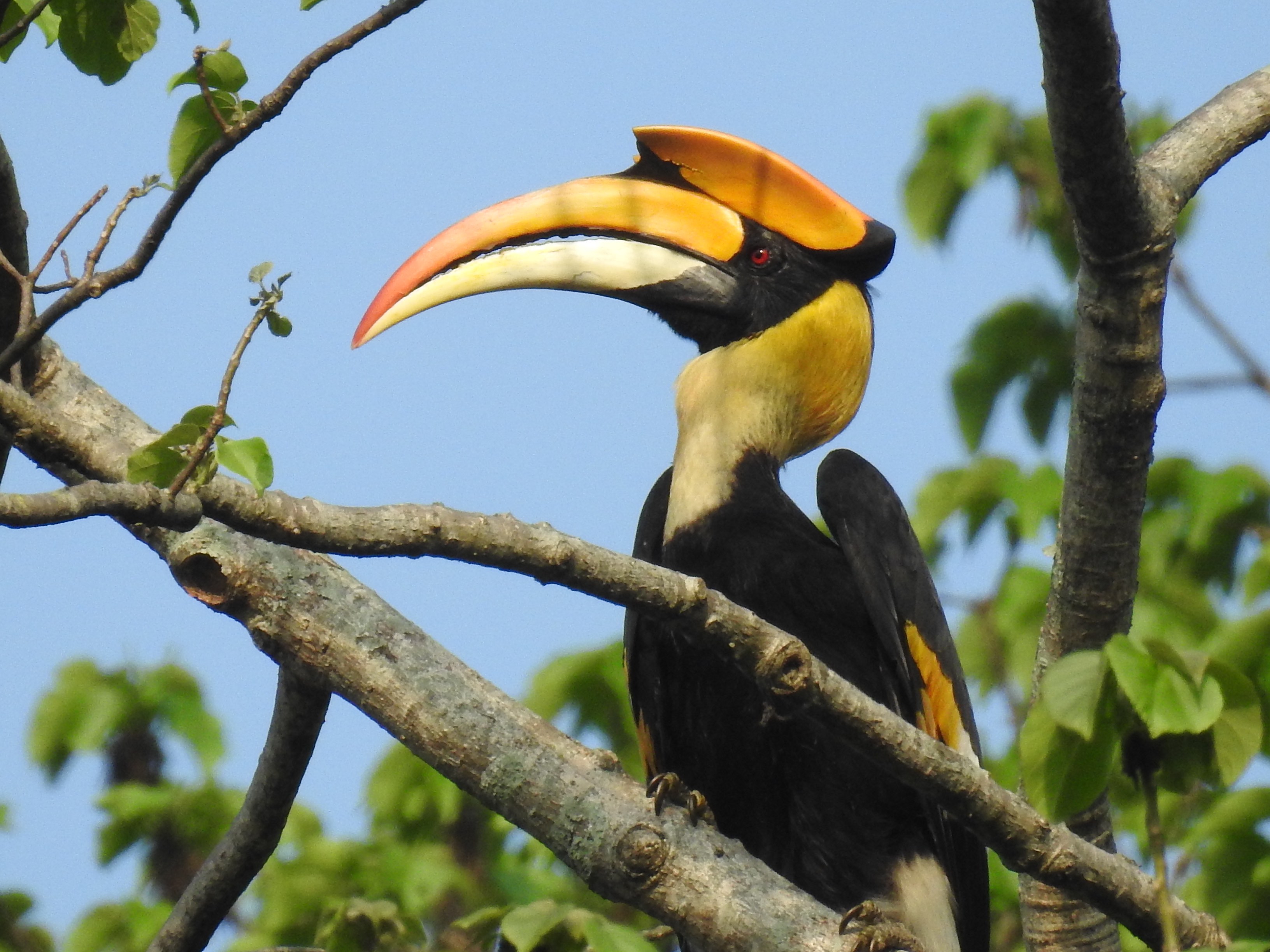 Flight of the Magnificent Hornbills RoundGlass Sustain