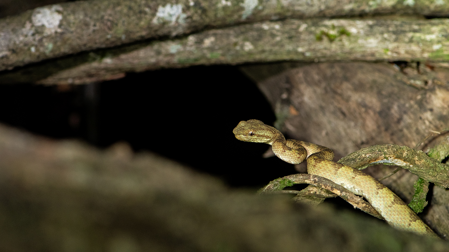 Not enough studies have been done on these snakes to explain the reason behind their colour variations, but scientists believe it could be related to the snake’s age, or the humidity and temperature of their specific environment. Photo: Shreeram MV