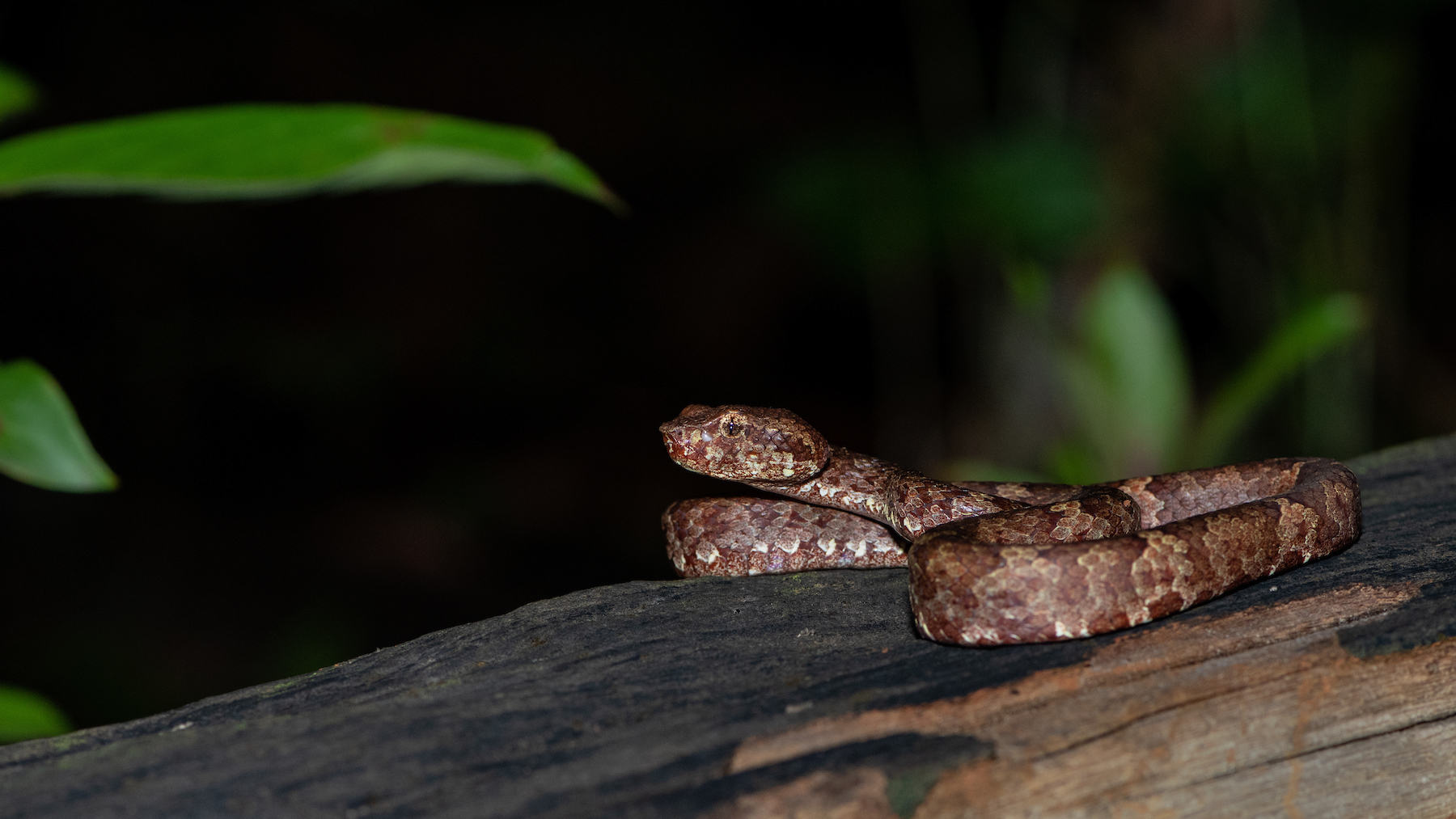 A brown morph of the Malabar pit viper. This snake’s willingness to remain still, and its colour and markings make it an ideal and photogenic subject.  Photo: Shreeram MV