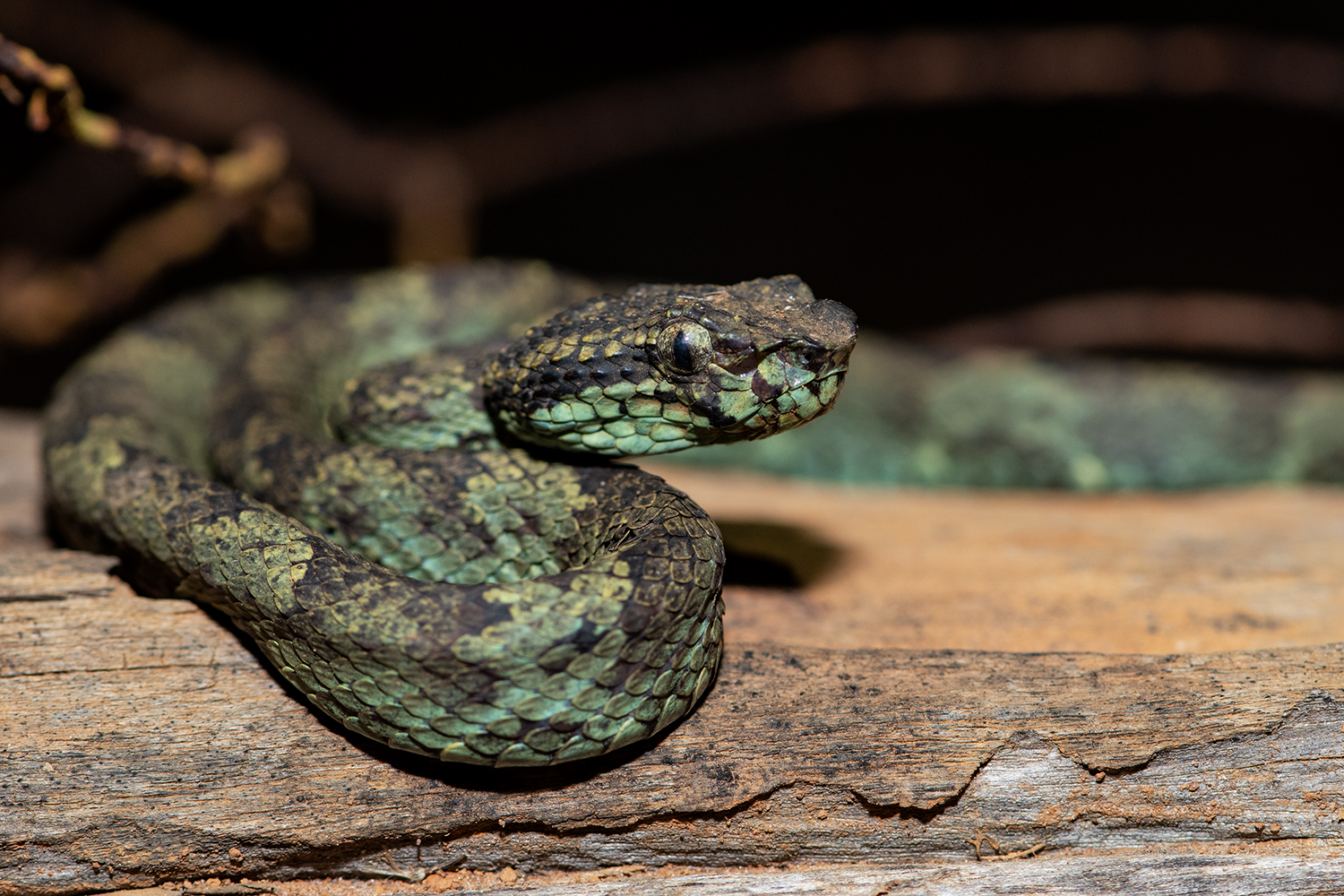 Malabar Pit Viper: Ambush in the Well of Life and Death