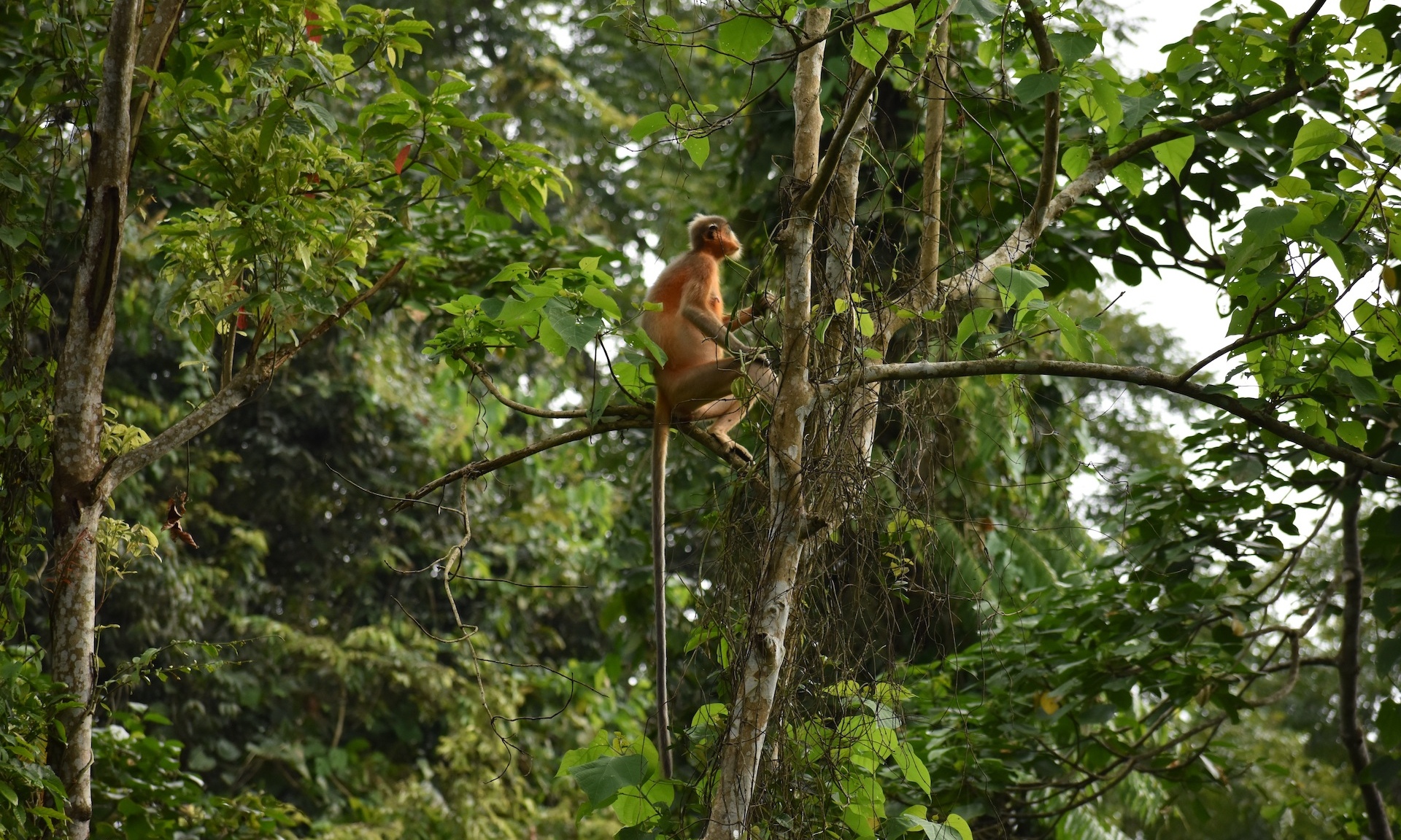The tail of the capped langur is much longer than the length of its body. For instance, the head and body length of a male ranges from 60-70 cm, while the tail can exceed 90 cm.  Photo: Santulan Mahanta - CC BY 2.0 