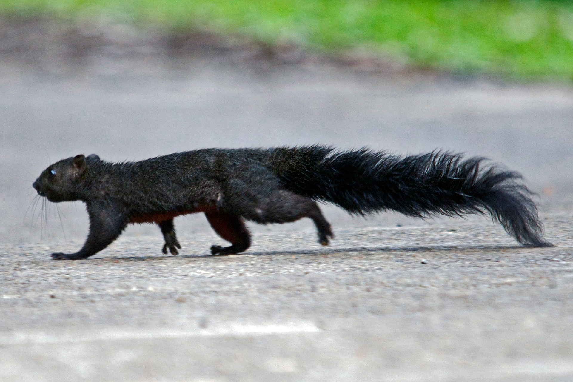The Pallas’s squirrel is most active at dawn and dusk. It is a medium-sized squirrel with a body that is 16-28 cm long, and a tail that is about the same length. Photo: Vijay Anand Ismavel