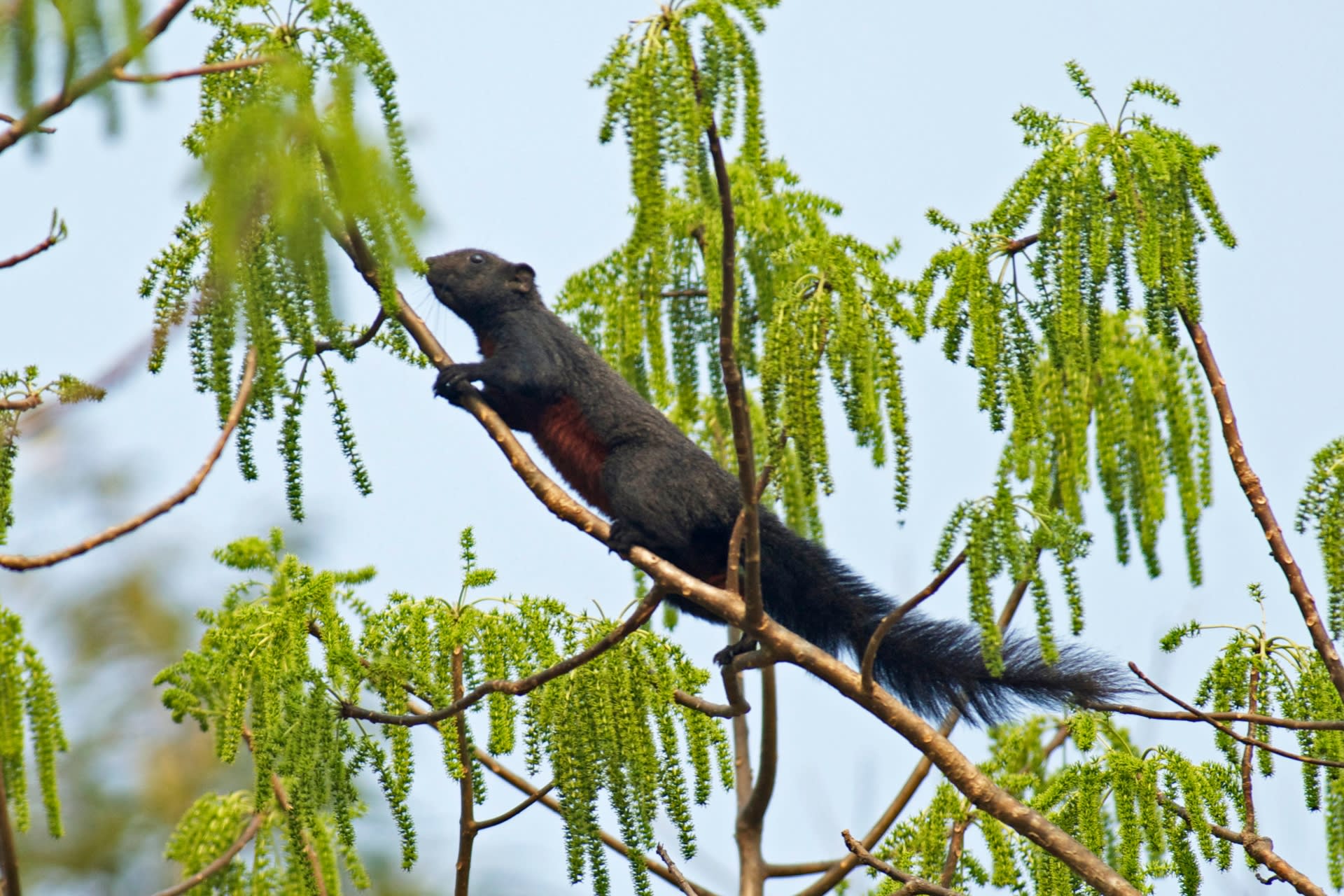 Bowled Over by the Beautiful Pallas’s Squirrel