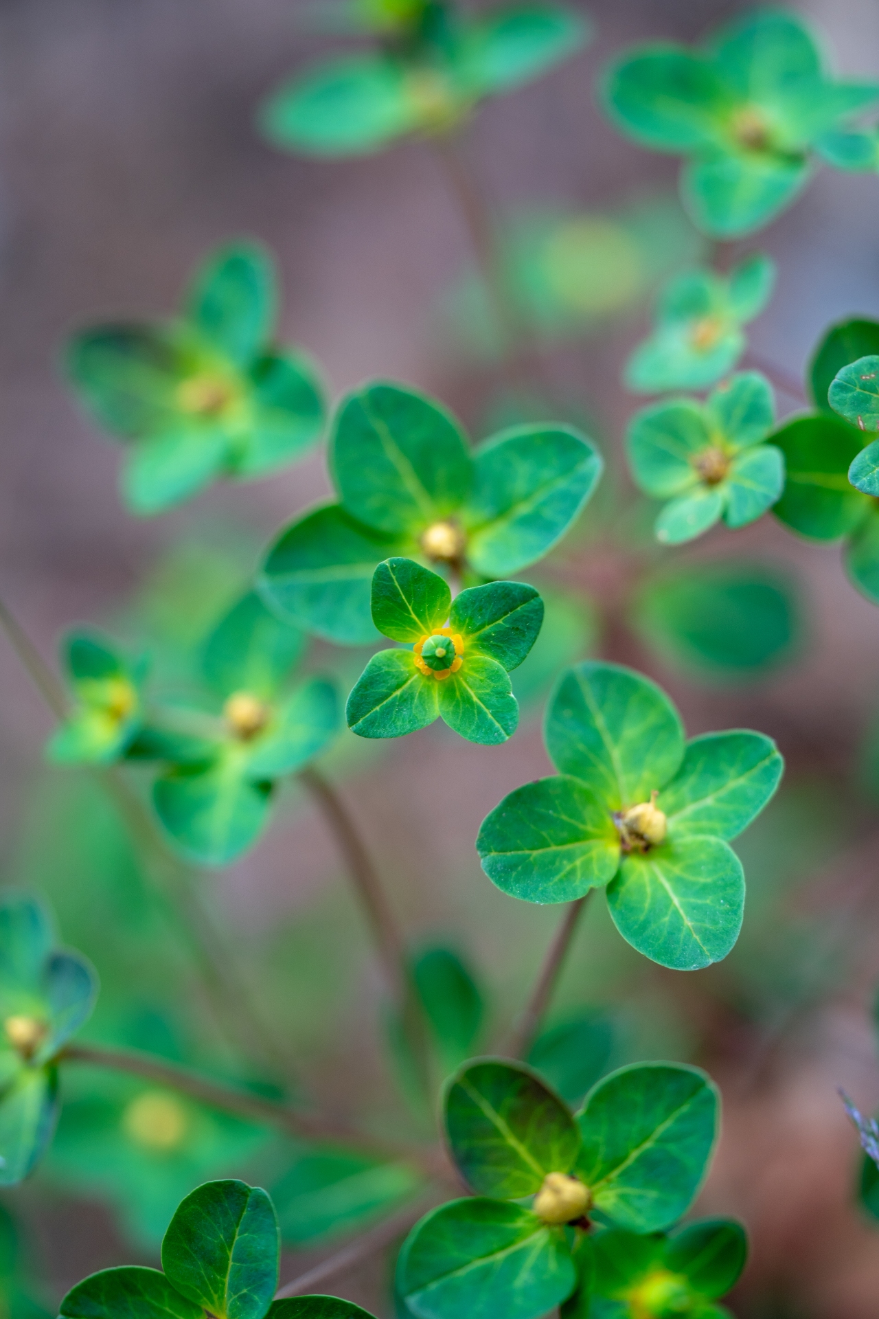 The bedstraw hawkmoth (Hyles gallii) lays eggs on the Himalayan prostrate spurge plant (seen here), which is often overgrazed upon by livestock near villages. Hawkmoths struggle to survive when their host plants are wiped out by anthropogenic pressures. Photo 1: Sanjay Sondhi  Photo 2: Jiang Tianmu/Shutterstock