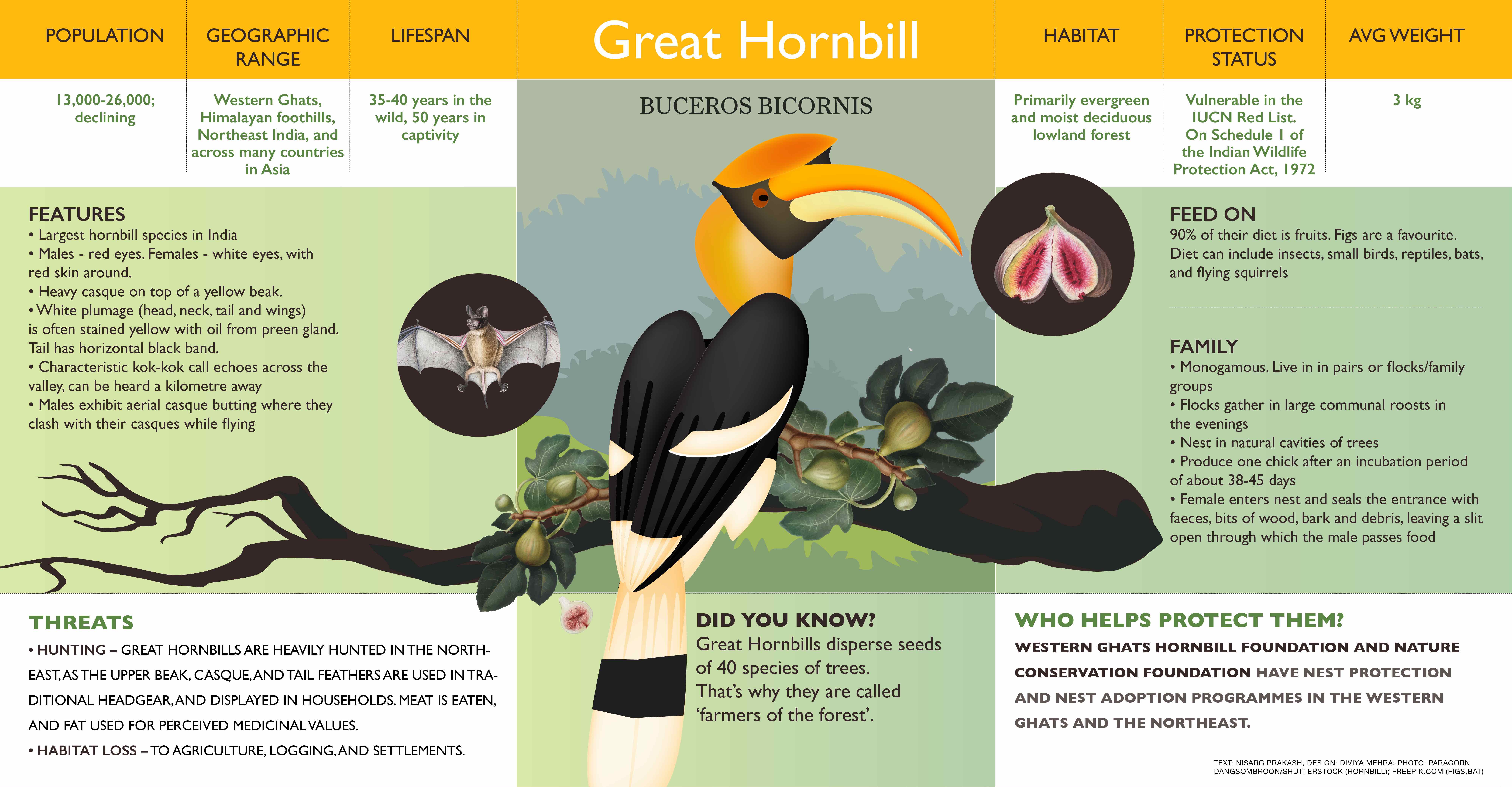 great hornbill flying in groups