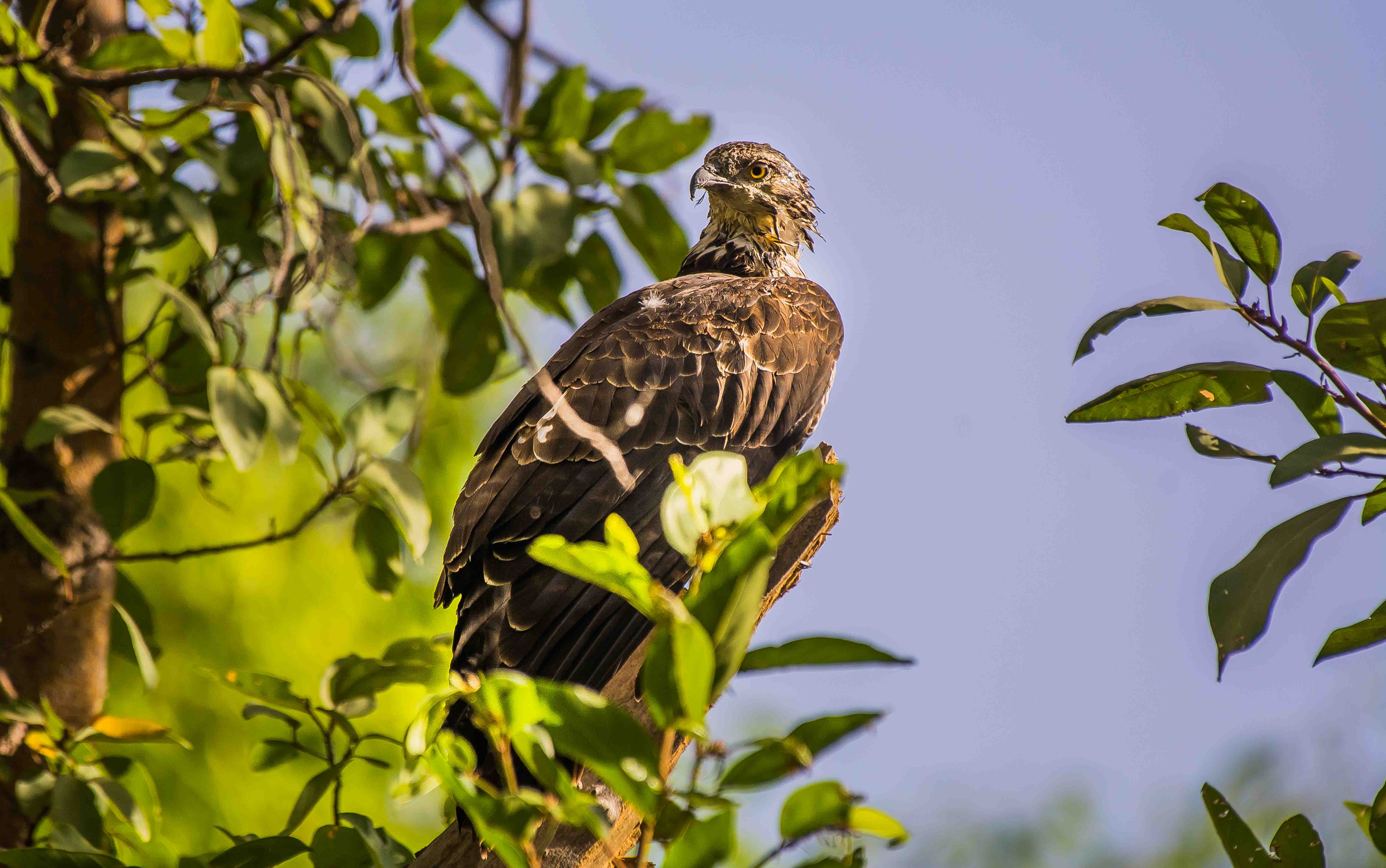 Juvenile and female oriental honey-buzzards have a brown head, while adult males are grey-headed. Photo: Avinash Mishra -CC BY-SA 4.0