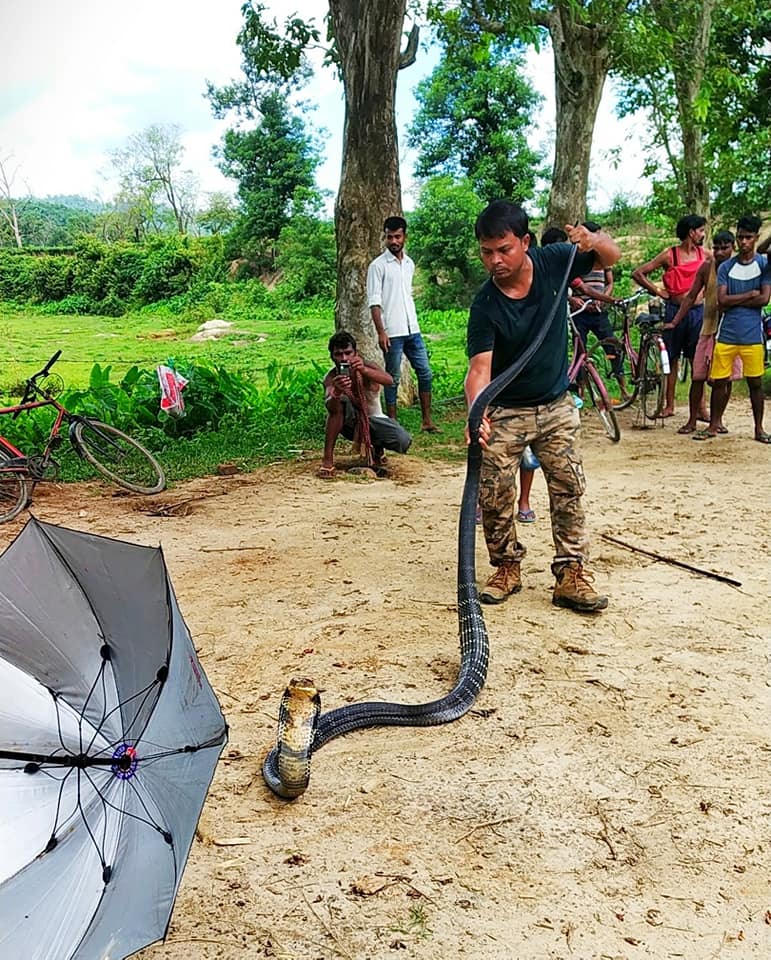 People often try to kill a snake that enters a village, but with Bora available at short notice, snakes are rescued and released in neighbouring forests. Photo courtesy: Binod Bora