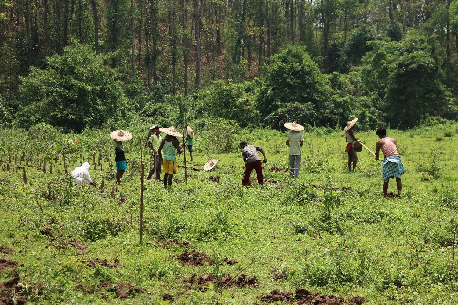 At Green Guard, Bora leads the Haatibagan Community Forest Programme, where he encourages villagers to revive destroyed forests by planting fruit trees that the elephants can feed on. Photo courtesy: Green Guard Nature Organisation
