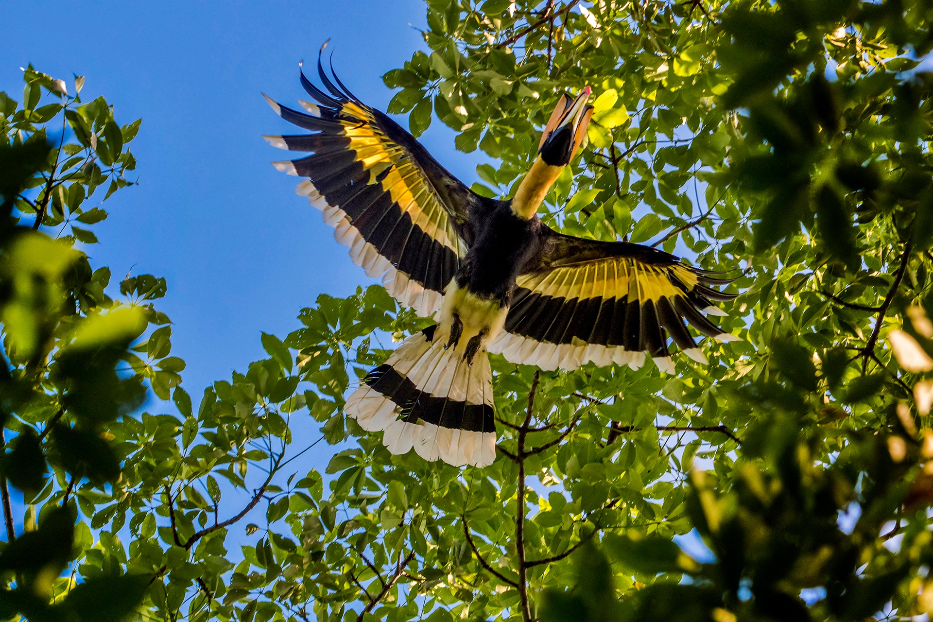 How many greater adjutant still survive in the world? Bihar now has 450, and similar numbers exist in Assam