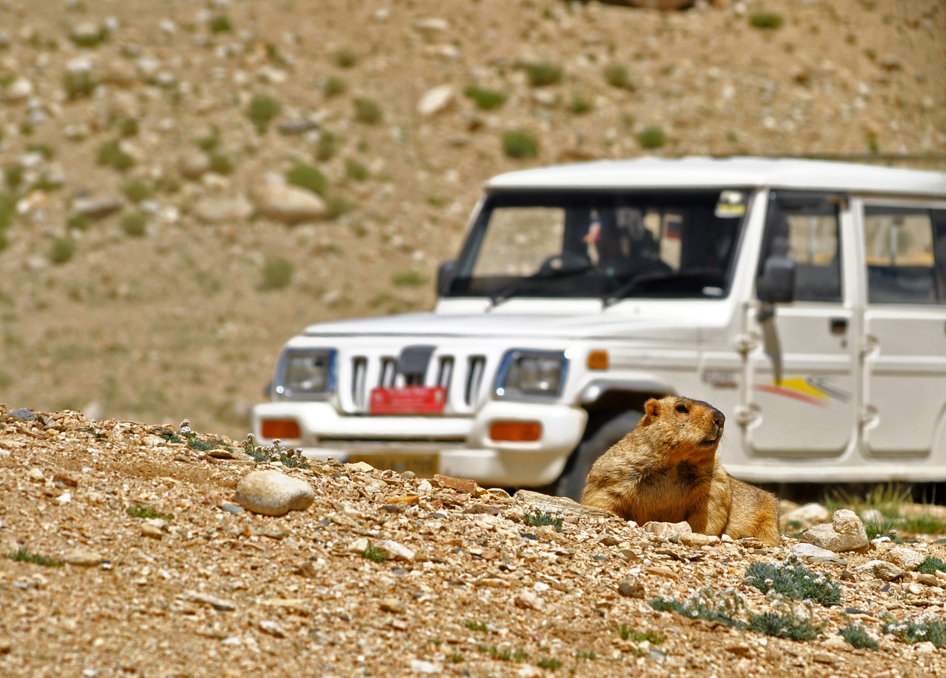 Expansion of roads and off-roading in their habitat are major threats to the shy and cautious Himalayan marmot. Photo: Abhishek Ghoshal 