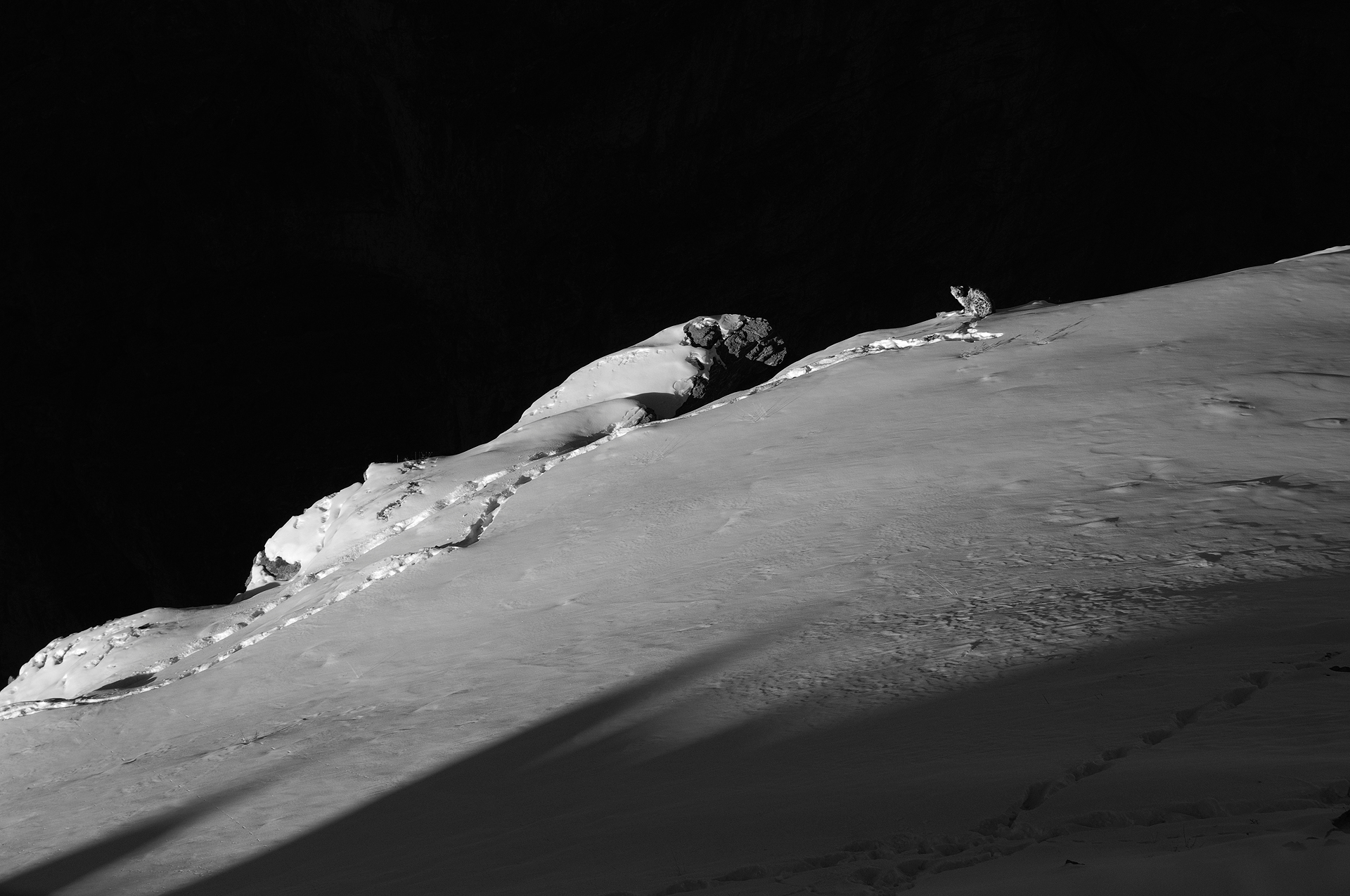 The snow leopard has an exceptionally large home range. Radio-collaring studies in the Mongolian Gobi Altai have shown that an adult female’s home range averages around 124 sq km, while an adult male’s range may be more than 200 sq km. Photo: Dhritiman Mukherjee  Cover photo: An adult snow leopard uses prominent rocks to mark its territory and communicate with other individuals. Cover photo: Prasenjeet Yadav