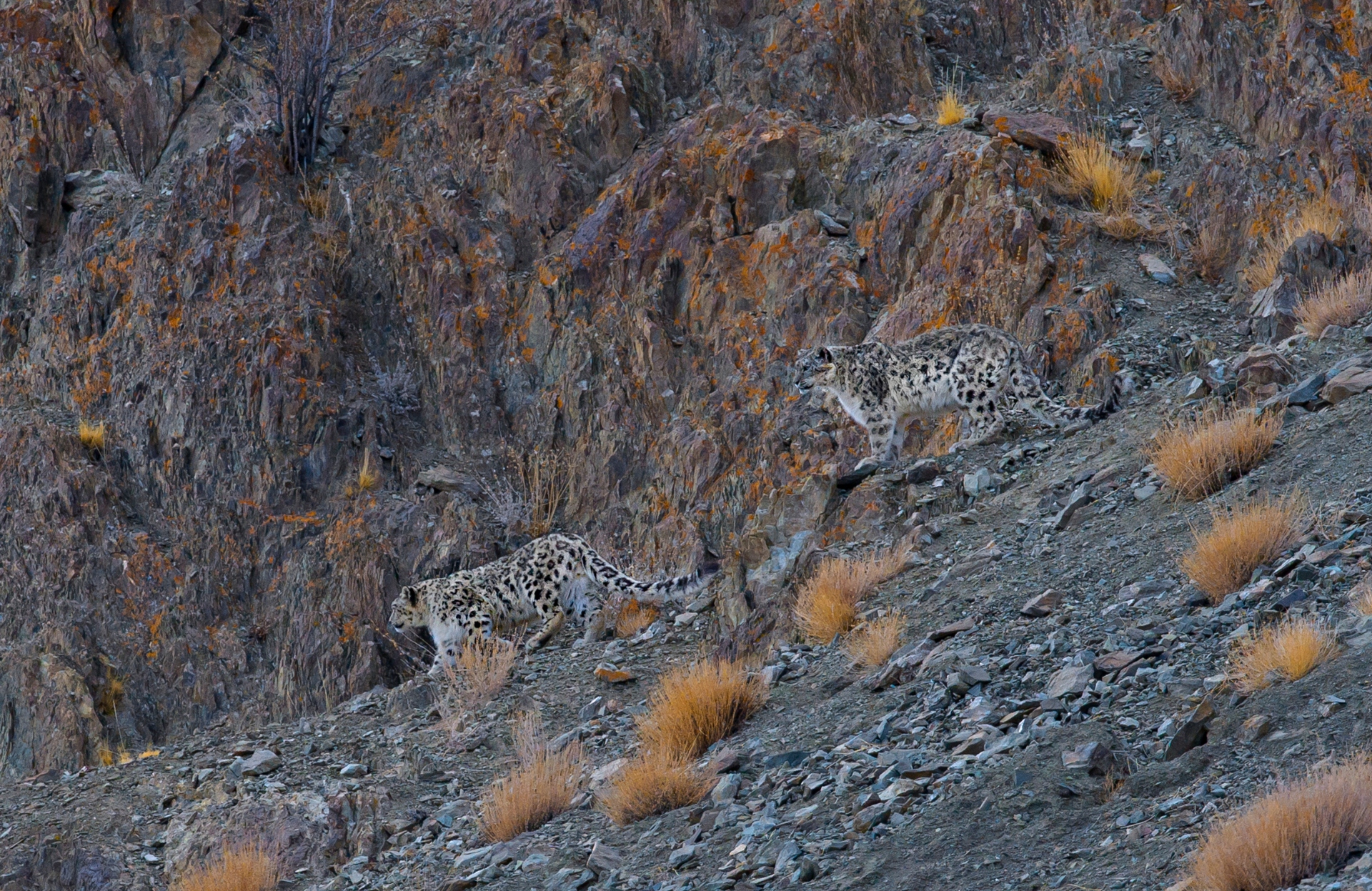 (Top) The snow leopard’s exceptionally long and bushy tail helps it balance itself in its steep mountainous habitats and keep itself warm while resting. (Above) Snow leopards are medium-sized carnivores, slightly smaller than the common leopard. They are genetically closer to tigers than to leopards.  Photos: Dhritiman Mukherjee