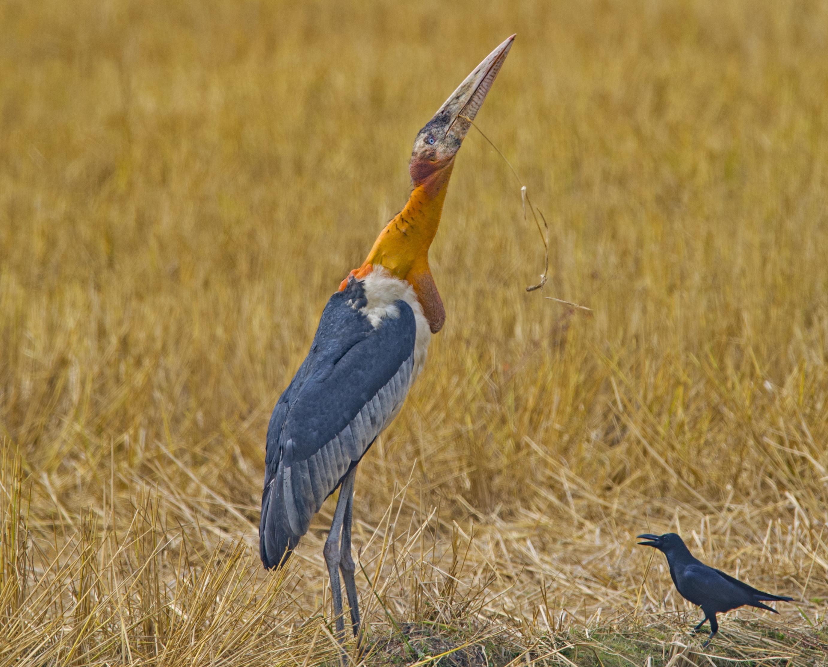Tall, Dark and Handsome: The Greater Adjutant