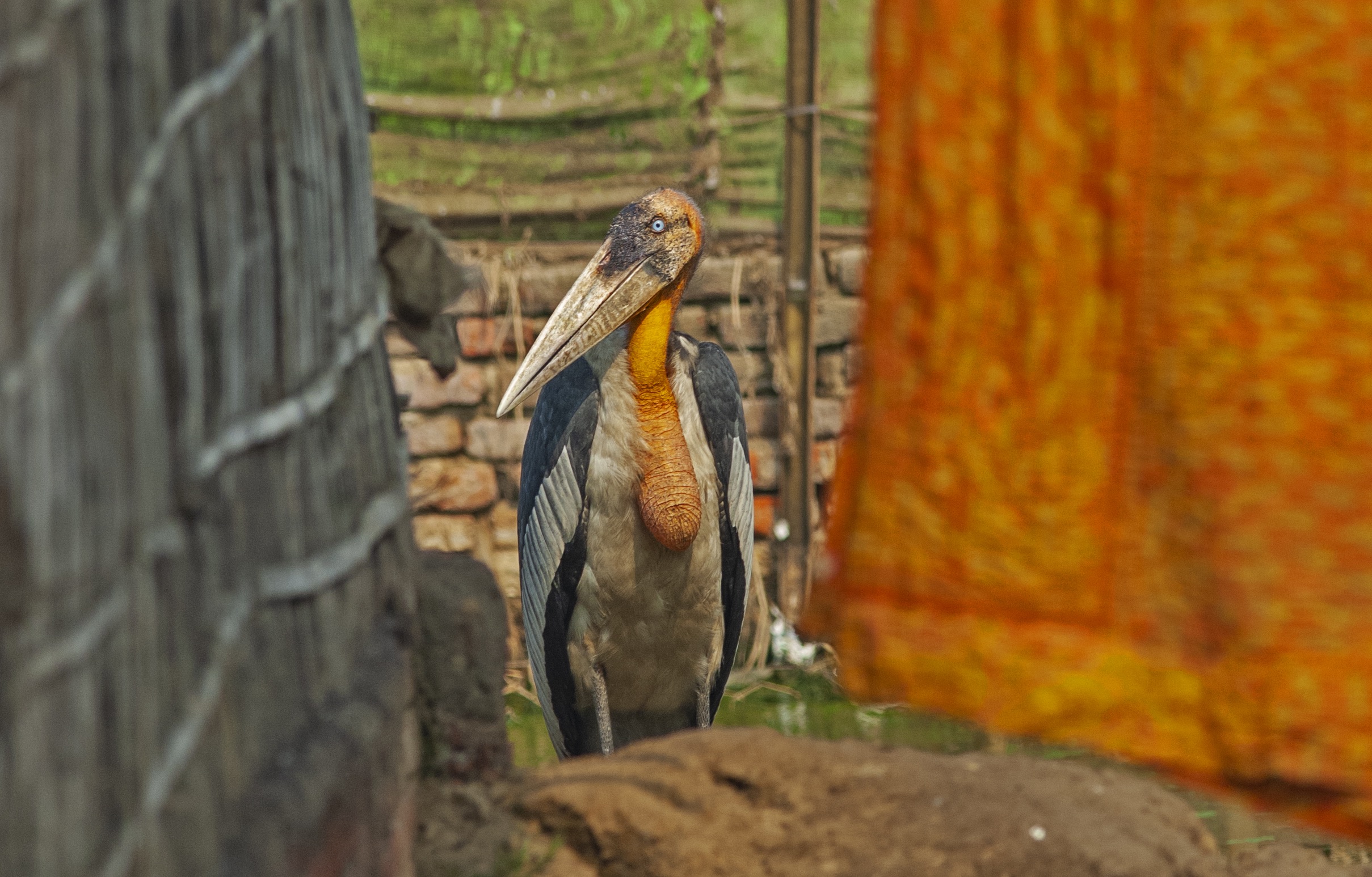 Tall, Dark and Handsome: The Greater Adjutant