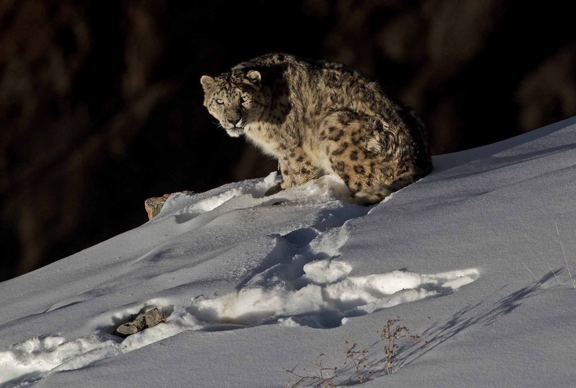 The snow leopard’s underfur reaches a thickness of around 12 cm, affording it protection against the extreme cold in its harsh mountain habitat.  The snow leopard’s ability to blend with its surroundings and to disappear at will earns it the title ‘Grey Ghost of the Mountains’ or ‘Ghost Cat’. Photos: Dhritiman Mukherjee