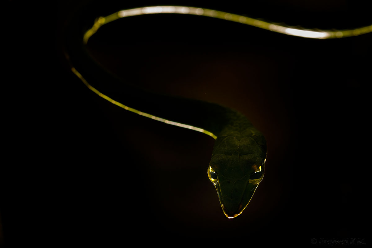 The vine snake is an ambush predator, active during the day, and usually found resting on a branch at night. Photo: Prajwal KM